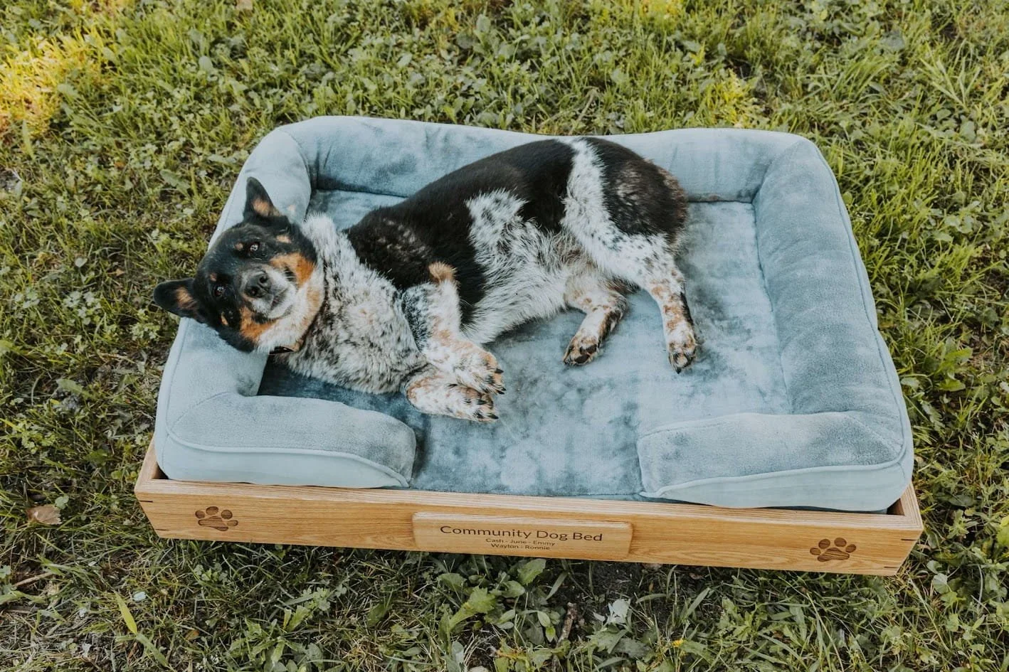 Dog-Bed-Top.jpg