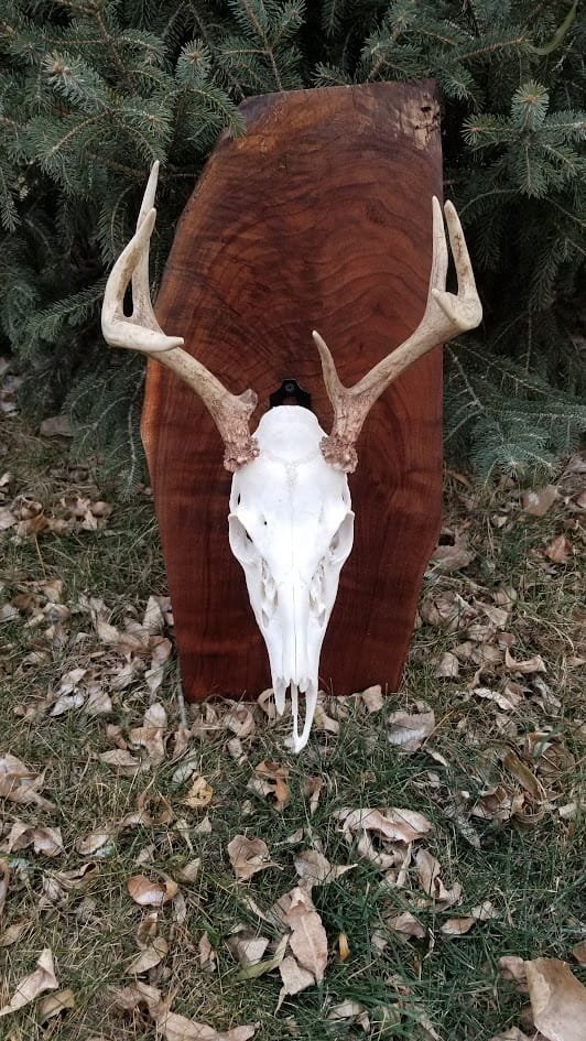 Black Walnut European Mount