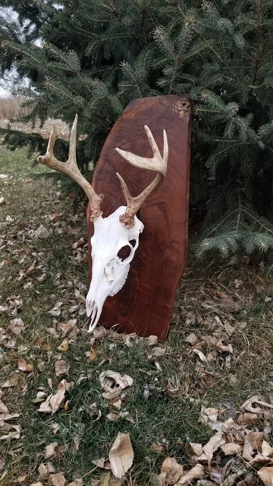 Walnut Deer Plaque