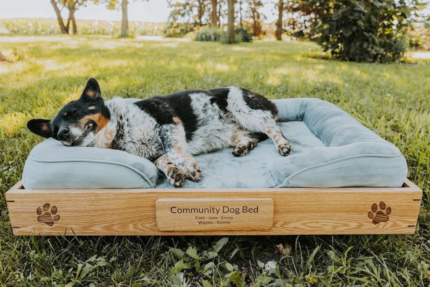 Dog-Bed.jpg
