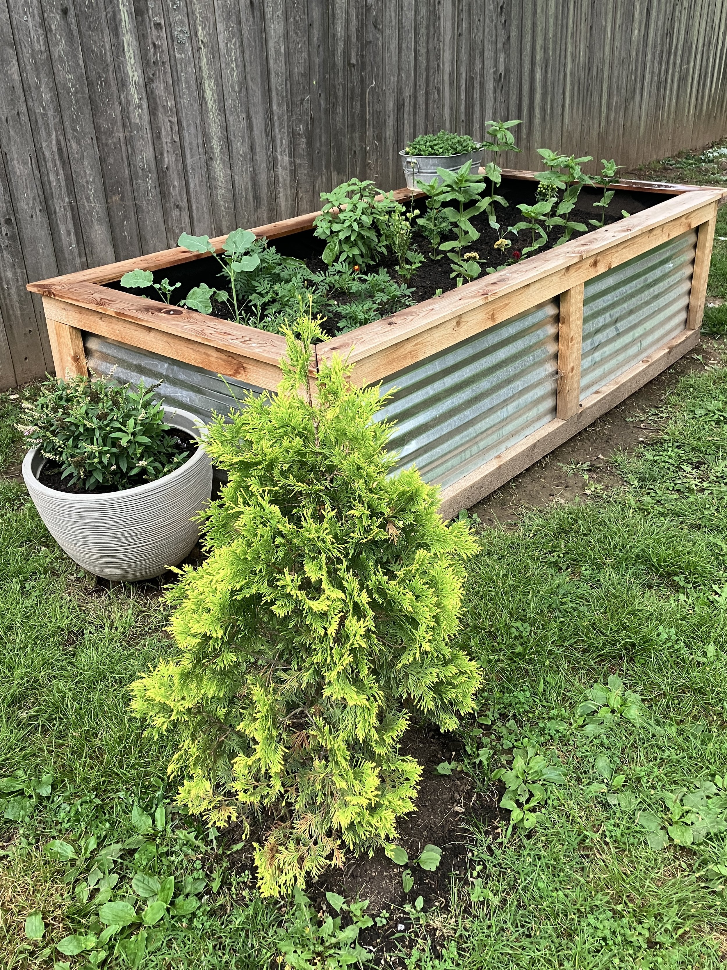 A raised garden bed made of wood and corrugated metal is filled with soil and various green plants, with a large potted plant on the ground and a wooden fence in the background.
