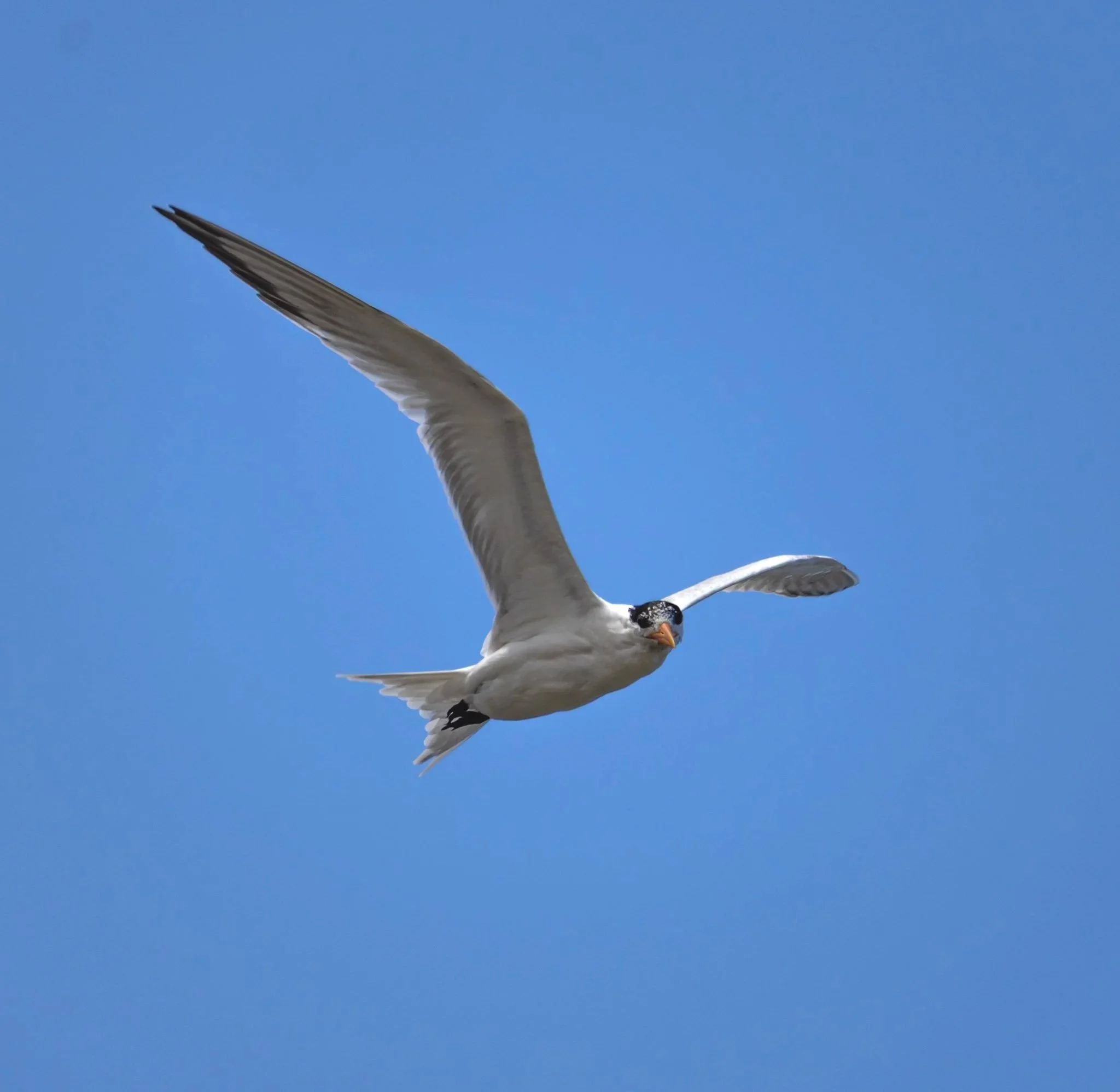 37-IMG_8127.jpg