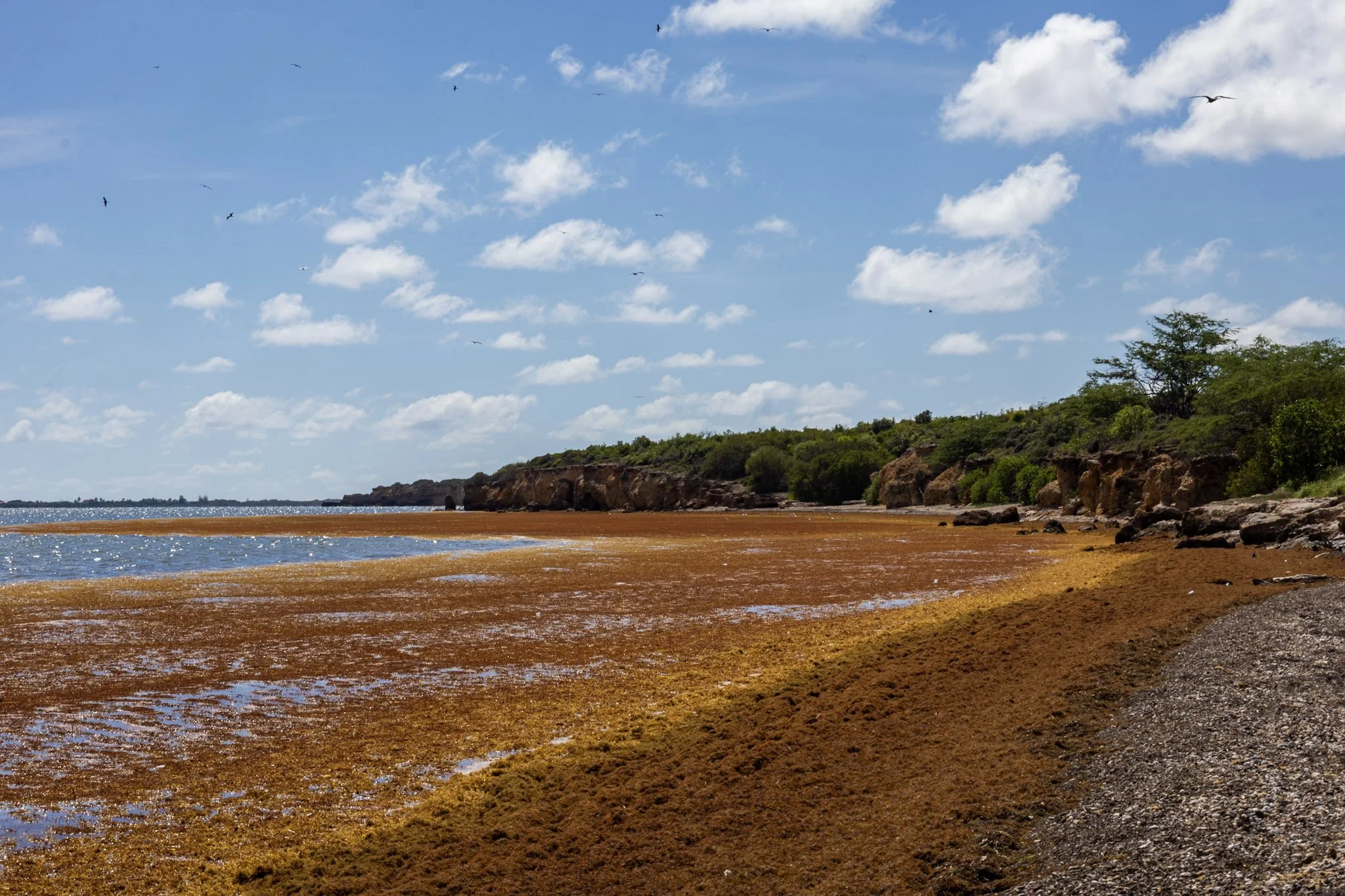 Sargazo en el sector Pitahaya en Cabo Rojo
