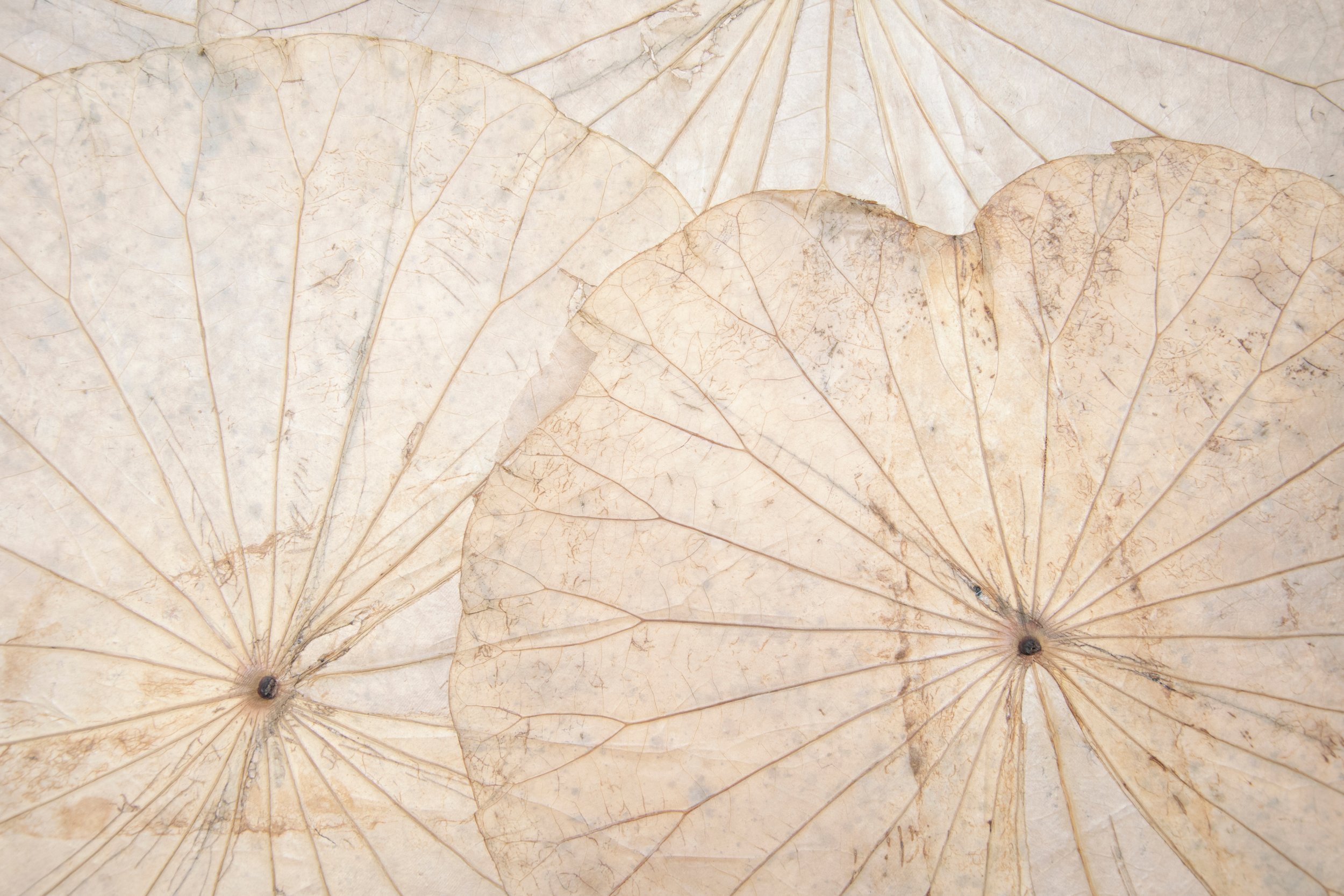 Dried lotus leaves with visible veins