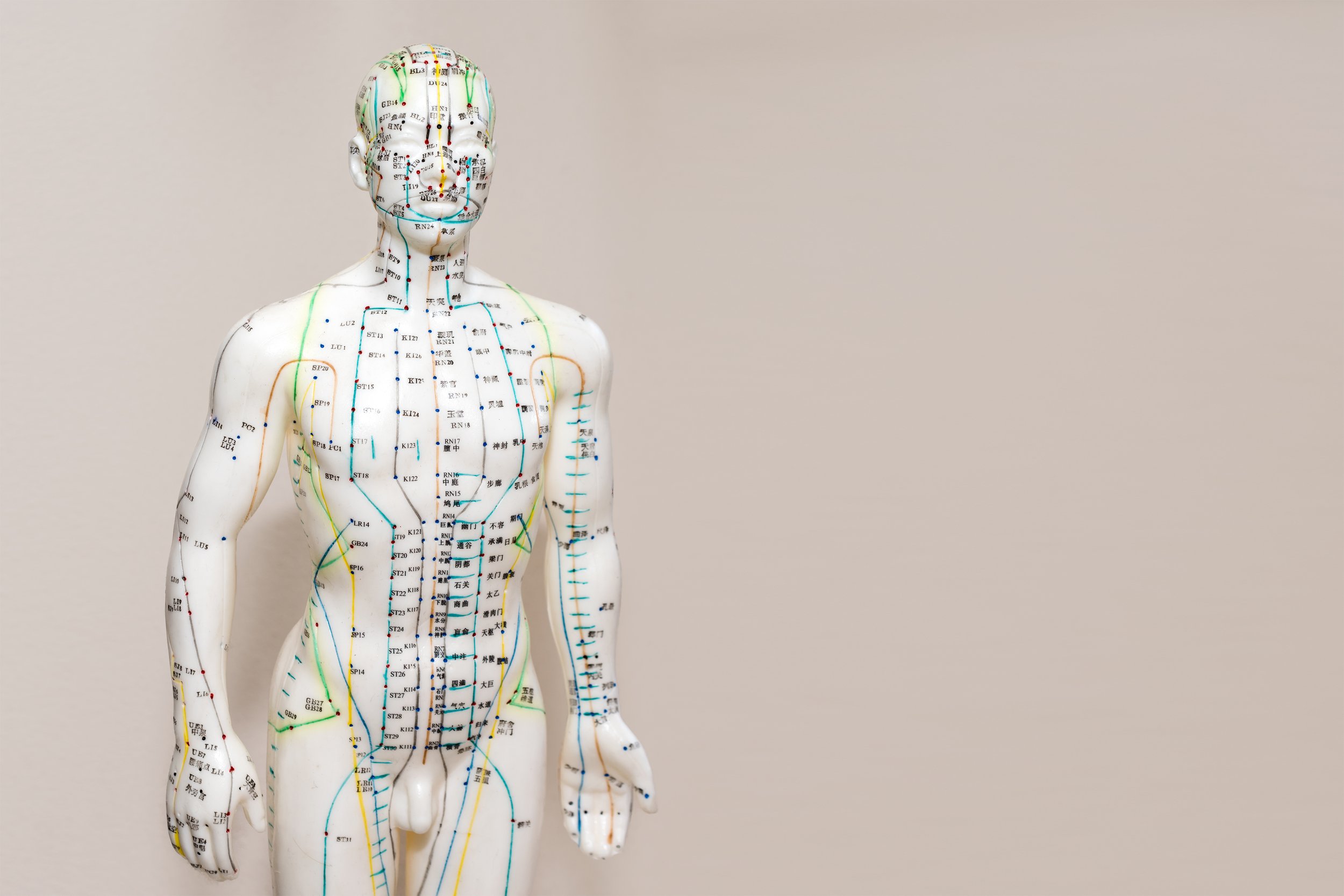 Acupuncture model with meridian lines and acupuncture points on a beige background.