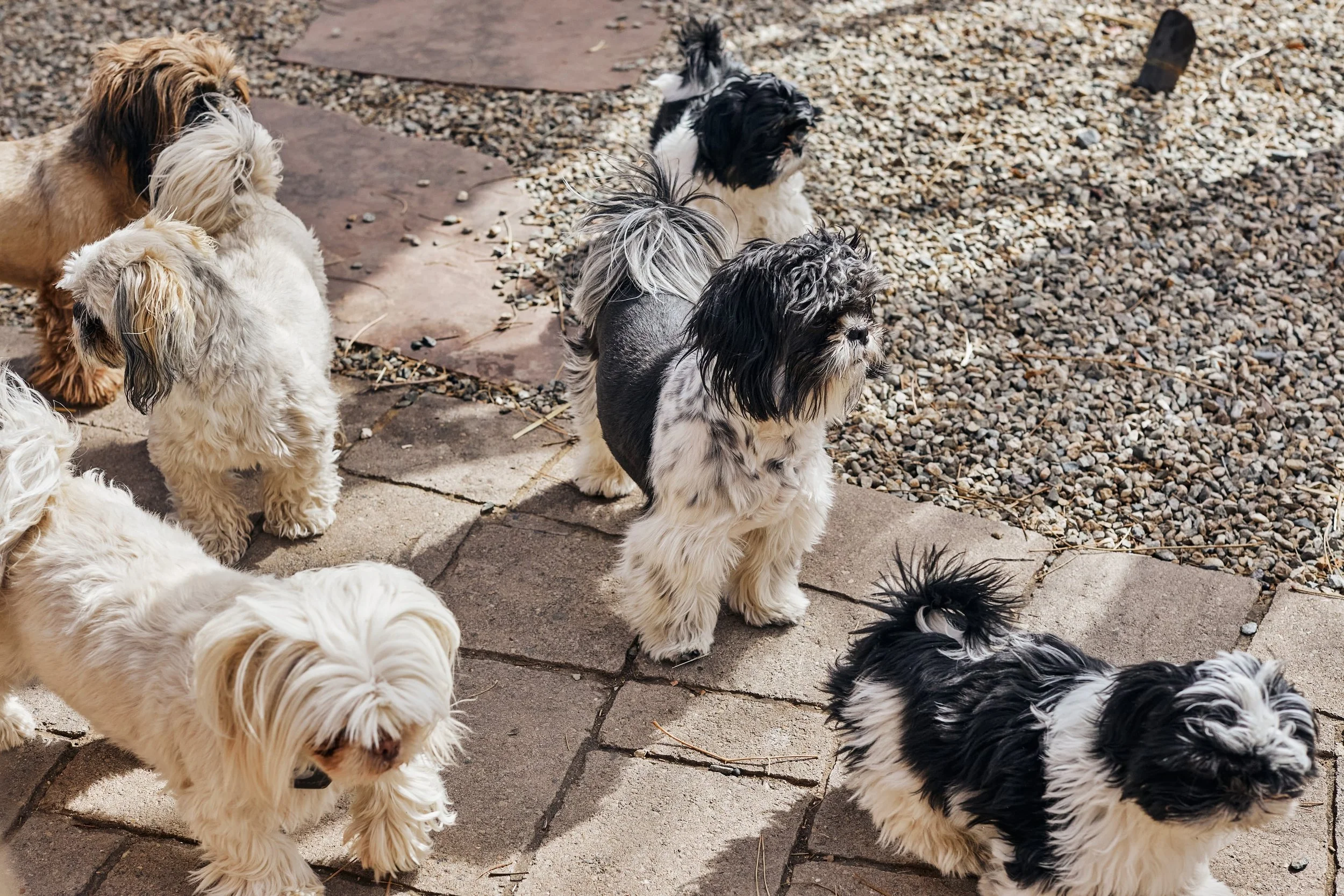 Multiple Shih-Tzu puppies standing on a porch and gravel at Maison Petit Lion in Taos.