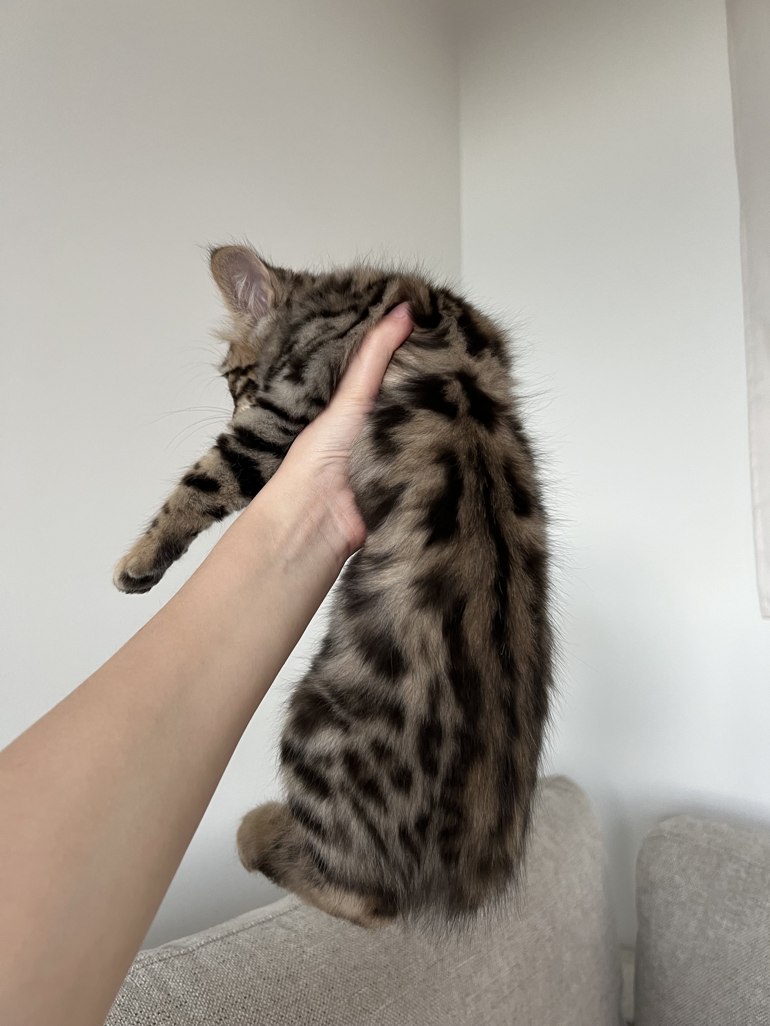 Cashmere Male Bengal $1500