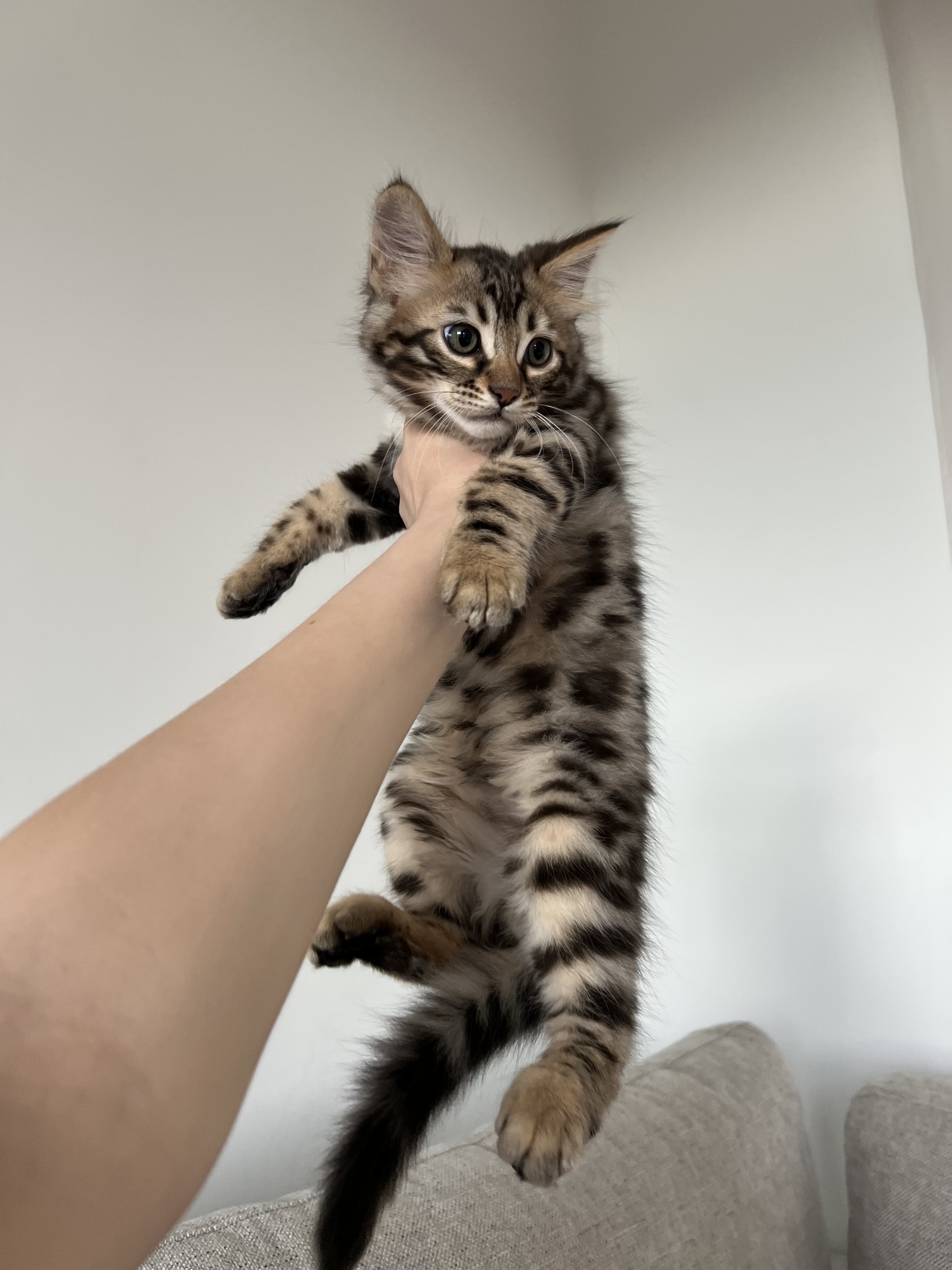 Cashmere Male Bengal $1500