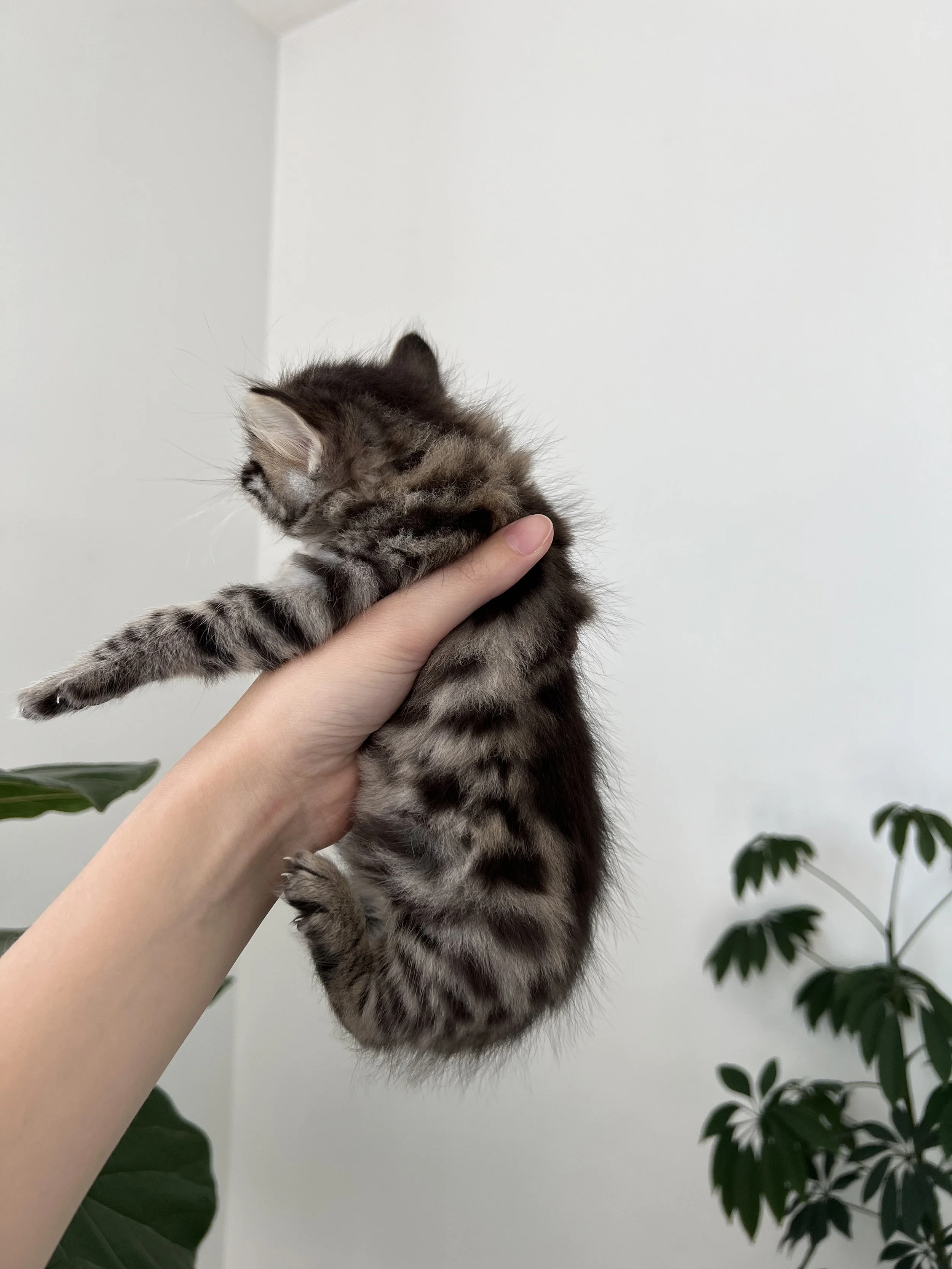 Cashmere Male Bengal $1800