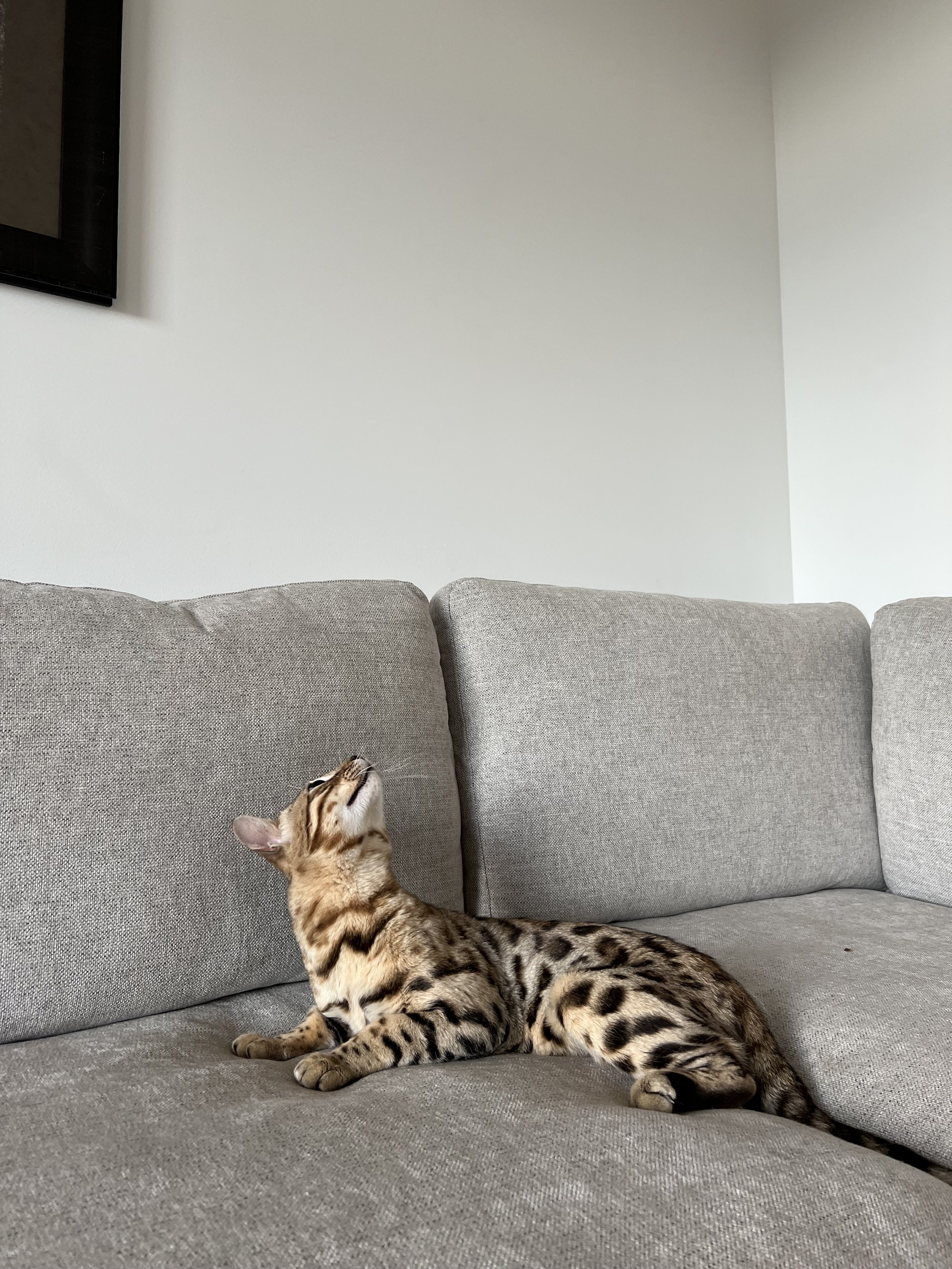 King Simba