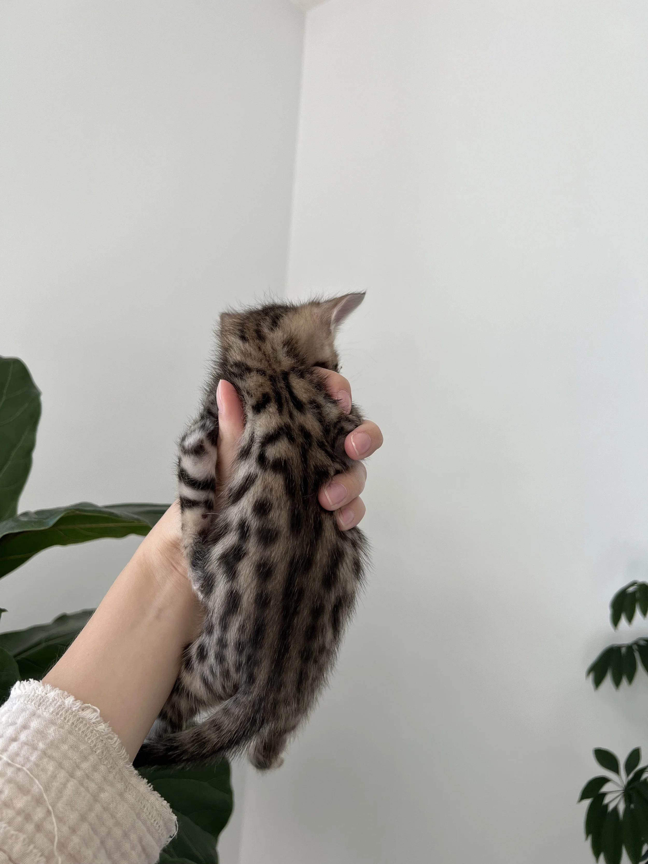 Female Bengal $1300
