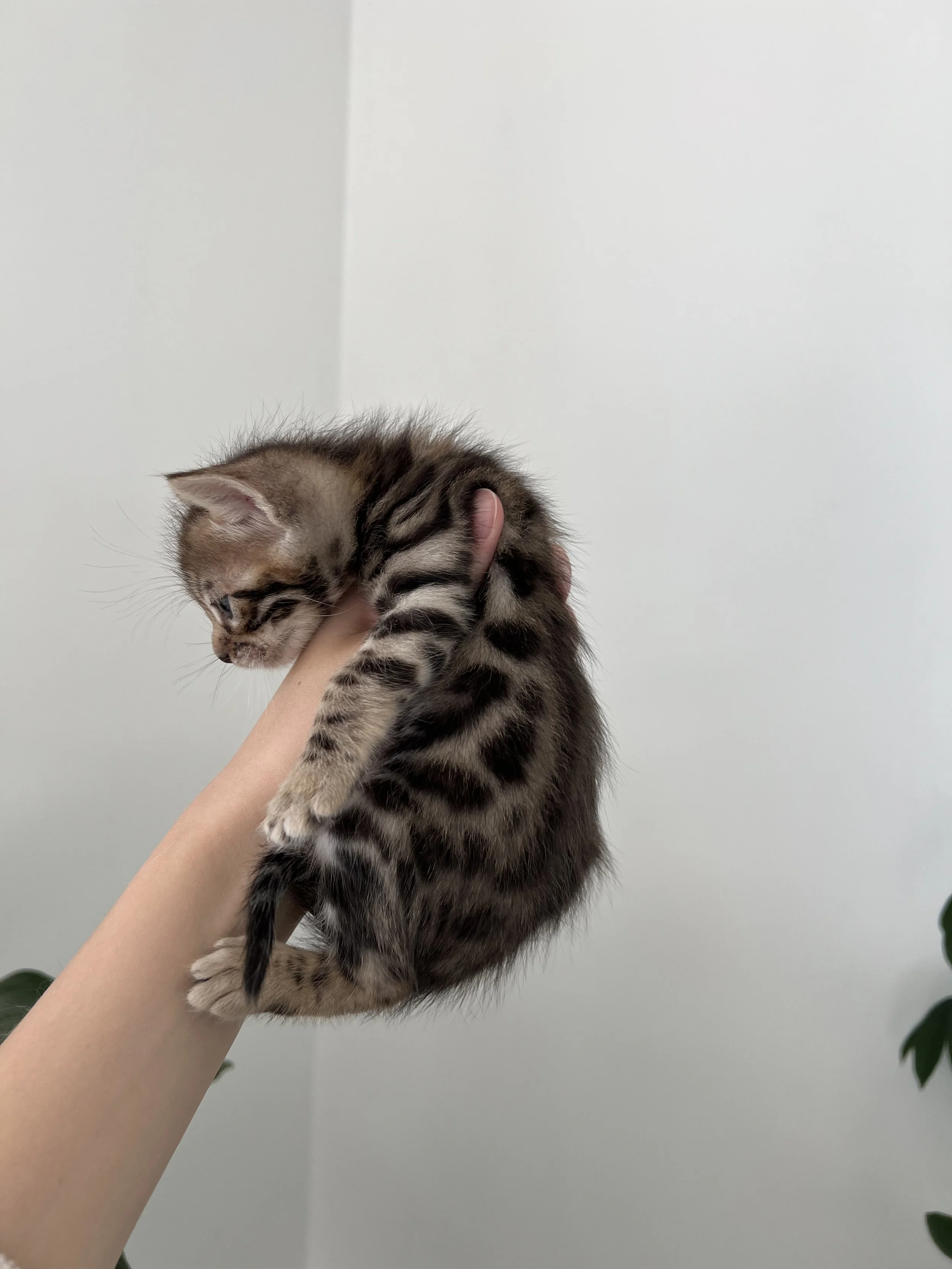Male Bengal $1300