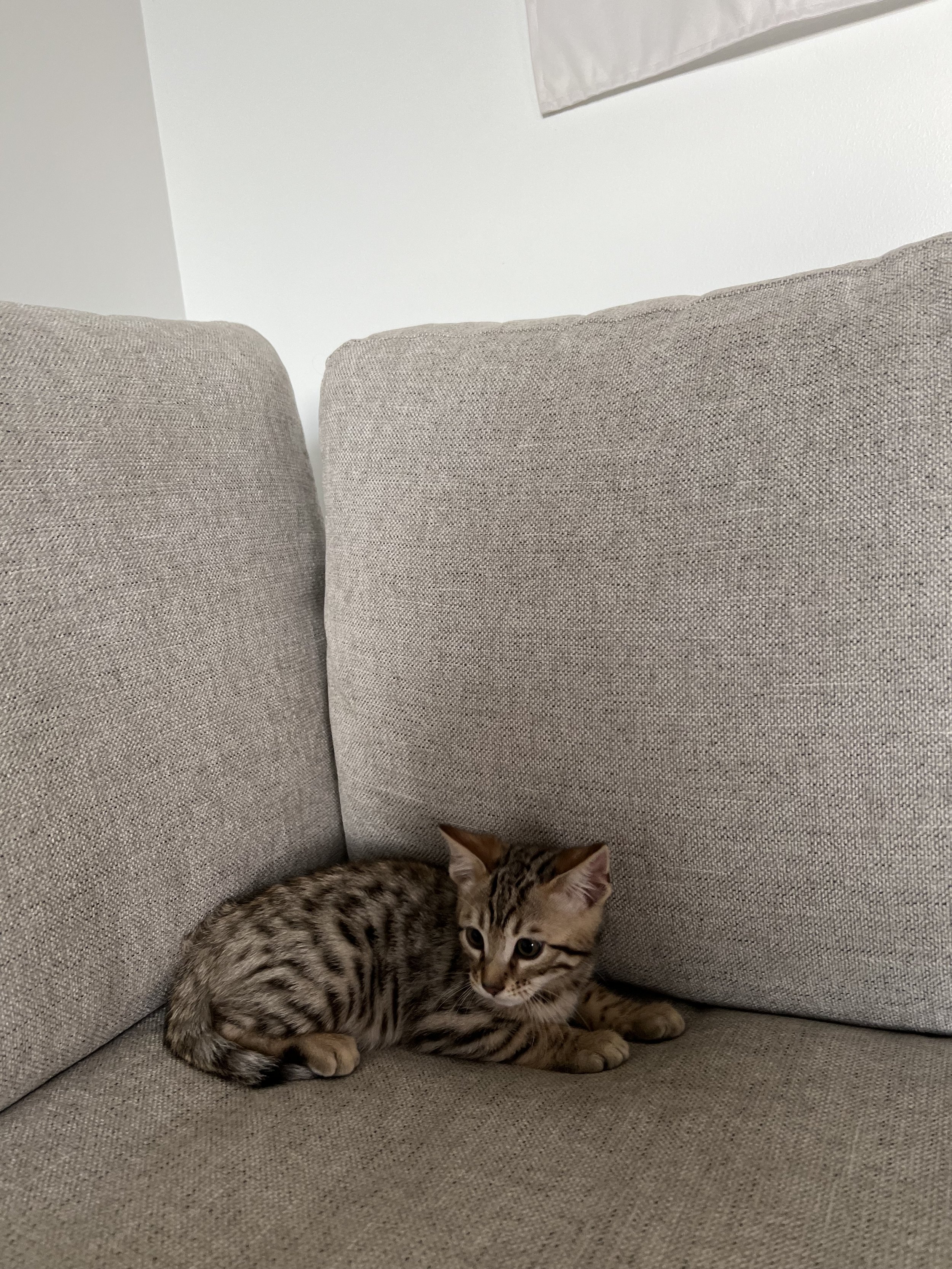 Male Bengal $1300