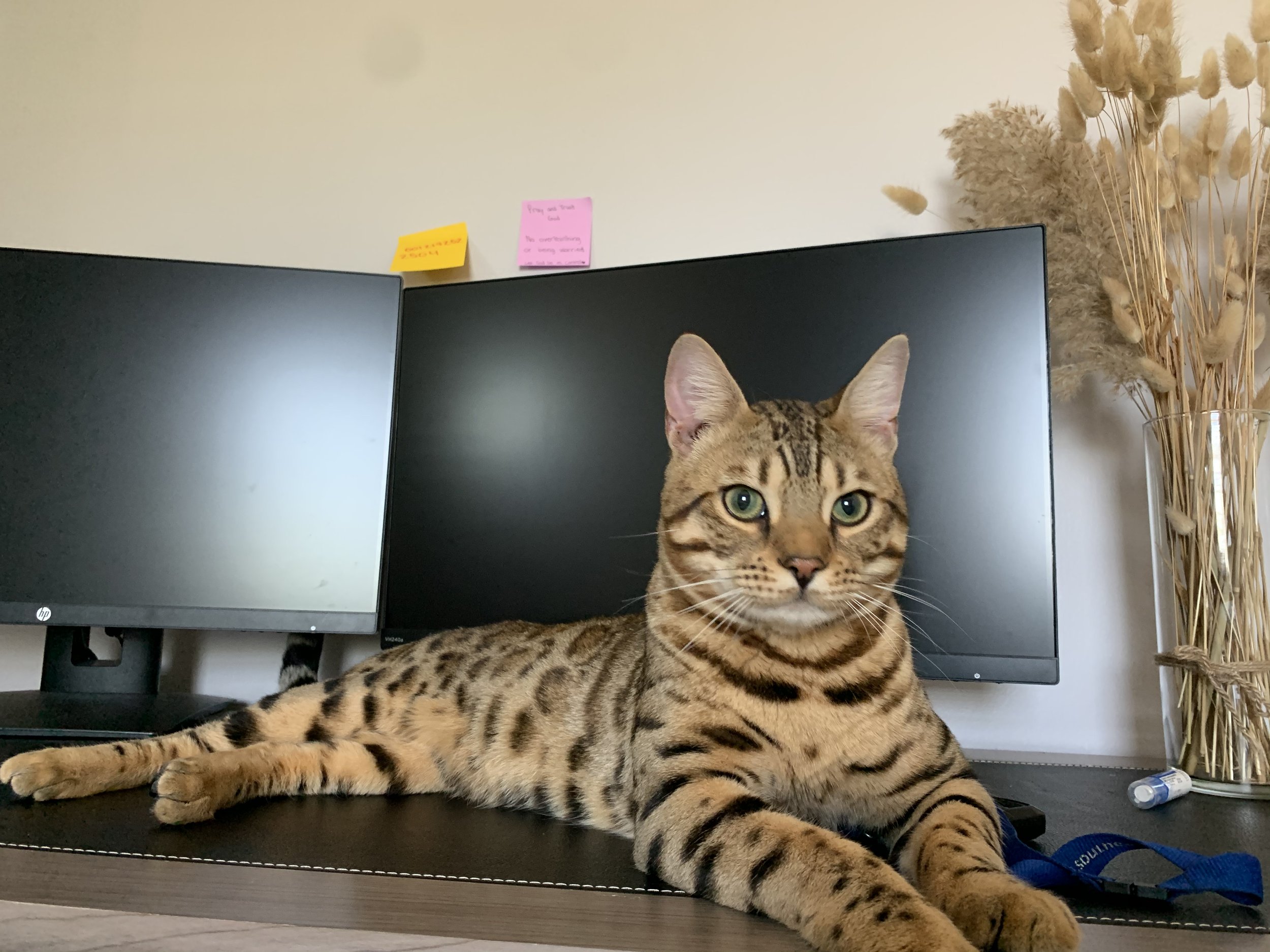 King Simba