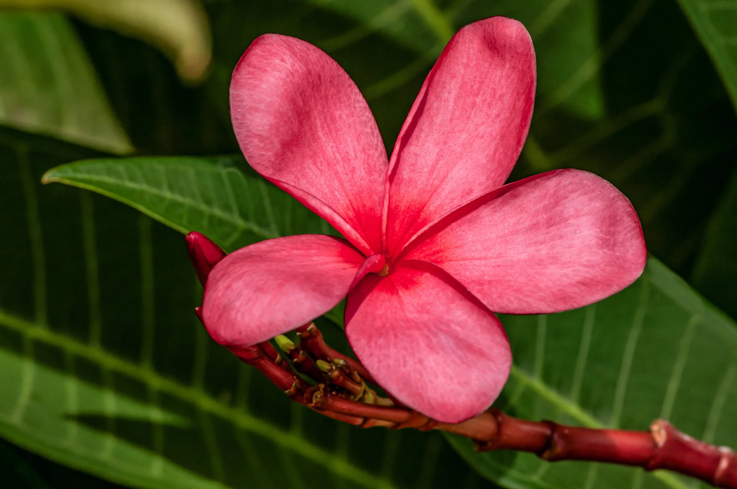 20240901_Macro (1).JPG