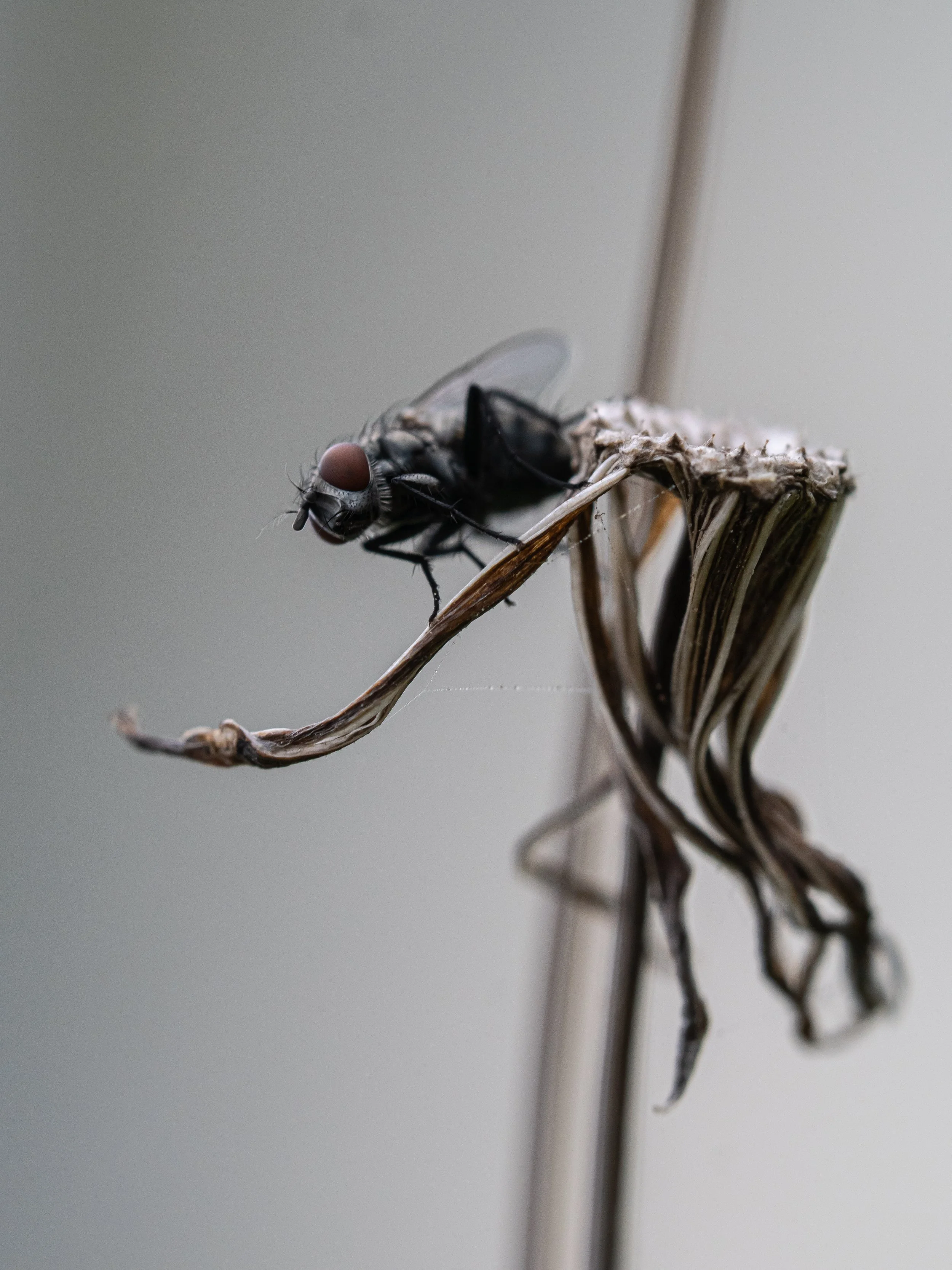 10252025_Macro (14).JPG