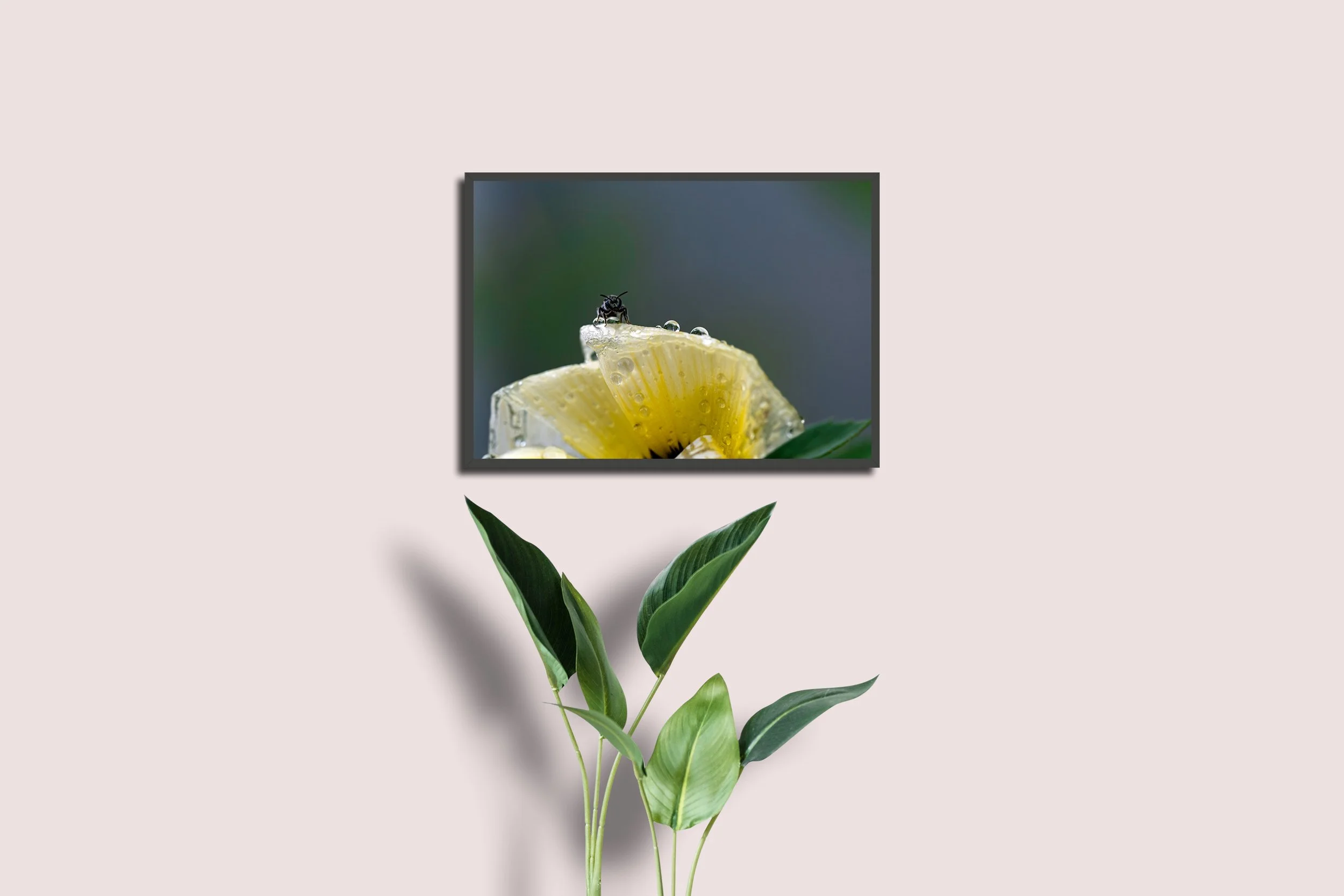 Pause White Wall Single Plant.jpg