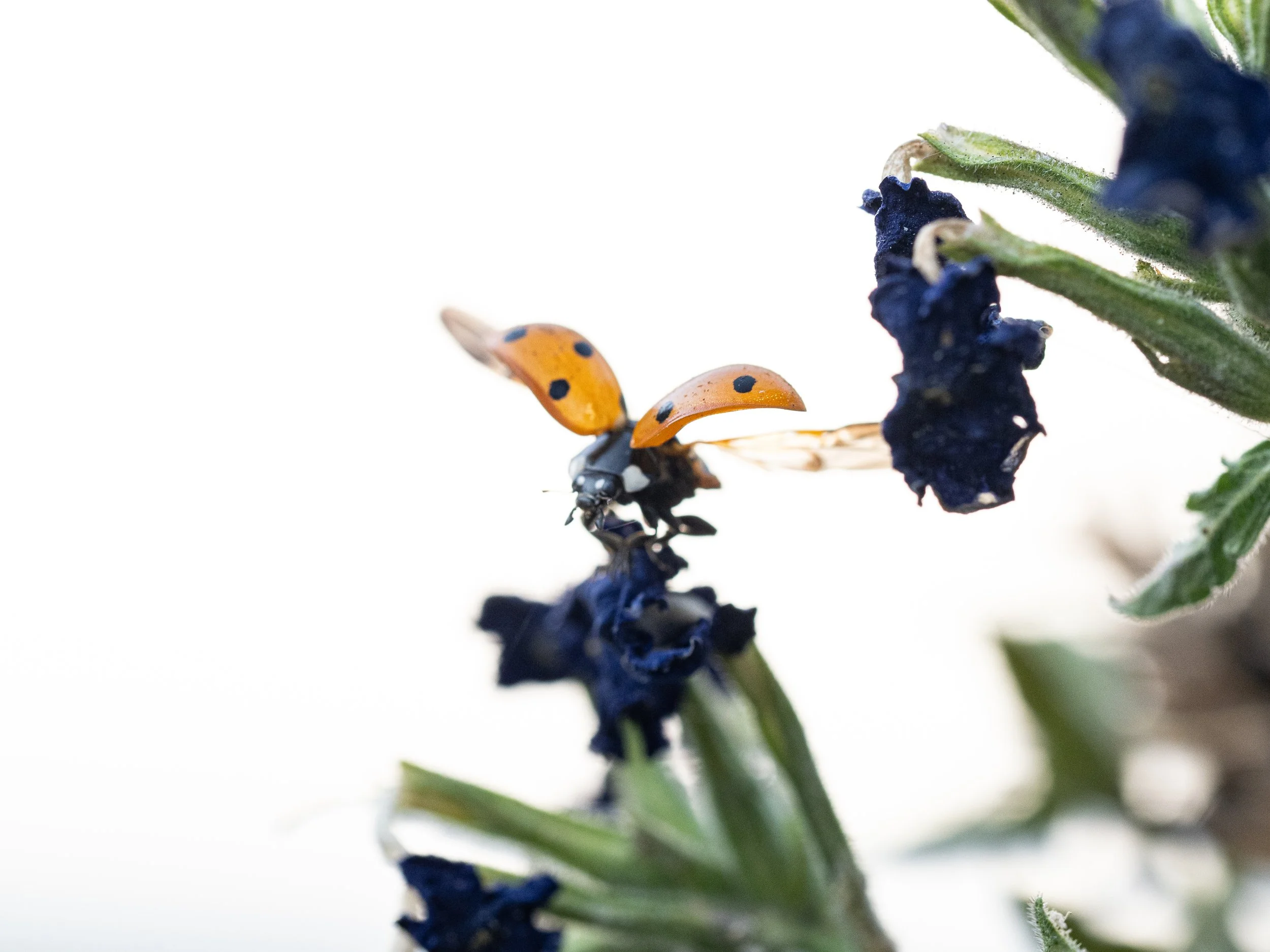 09142025_Macro (15).JPG