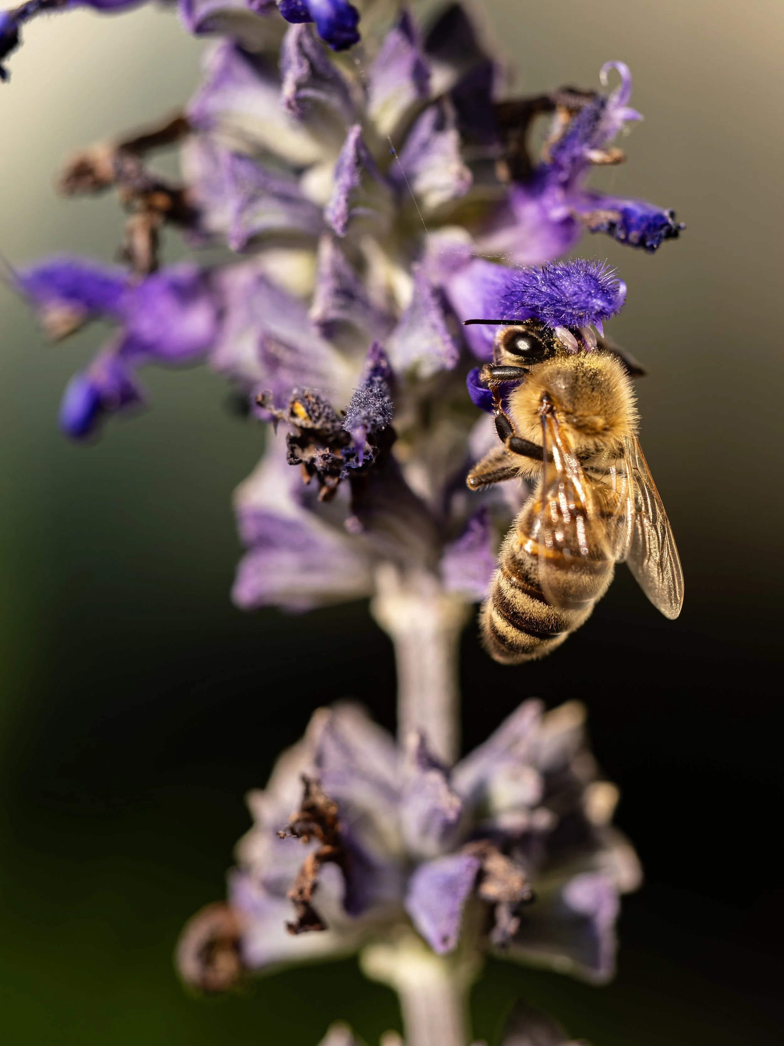 09142025_Macro (1).JPG