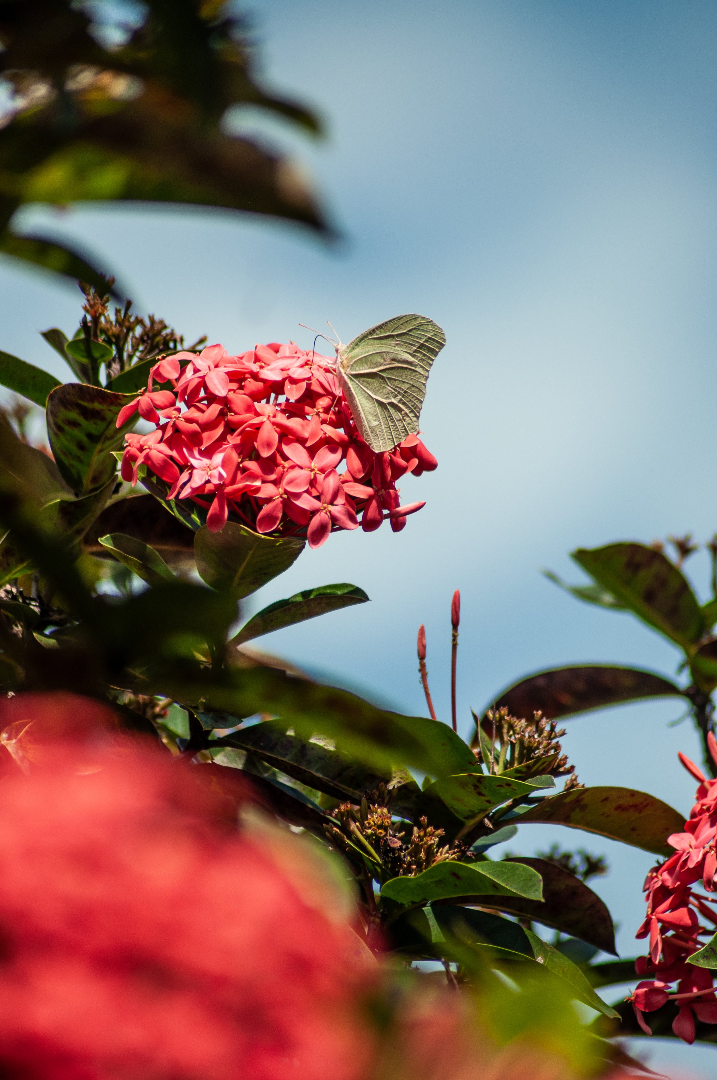 20250128_Macro (58).JPG