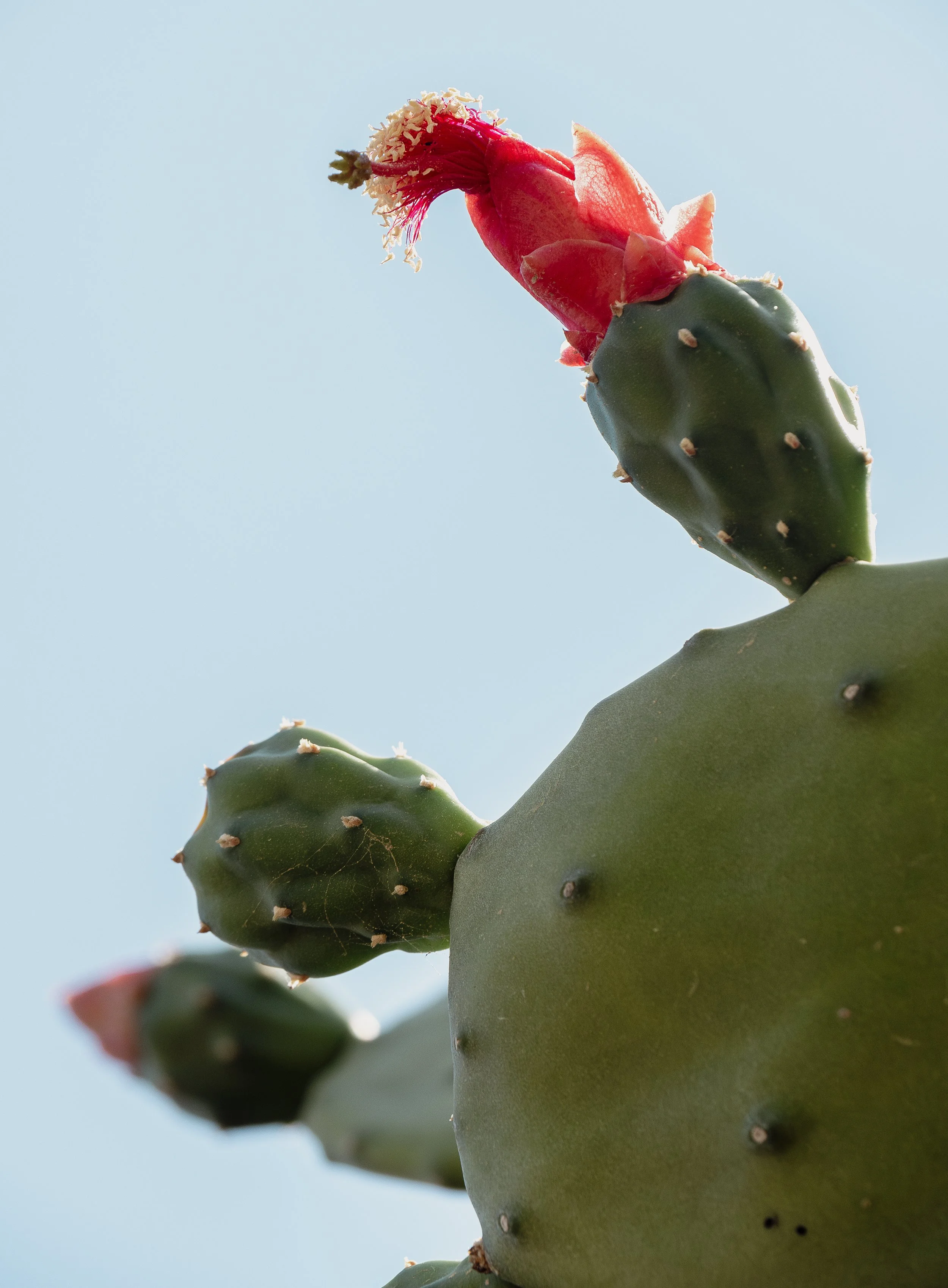 Close-up of a prickly pear cactus with bright pink flower buds against a clear blue sky.