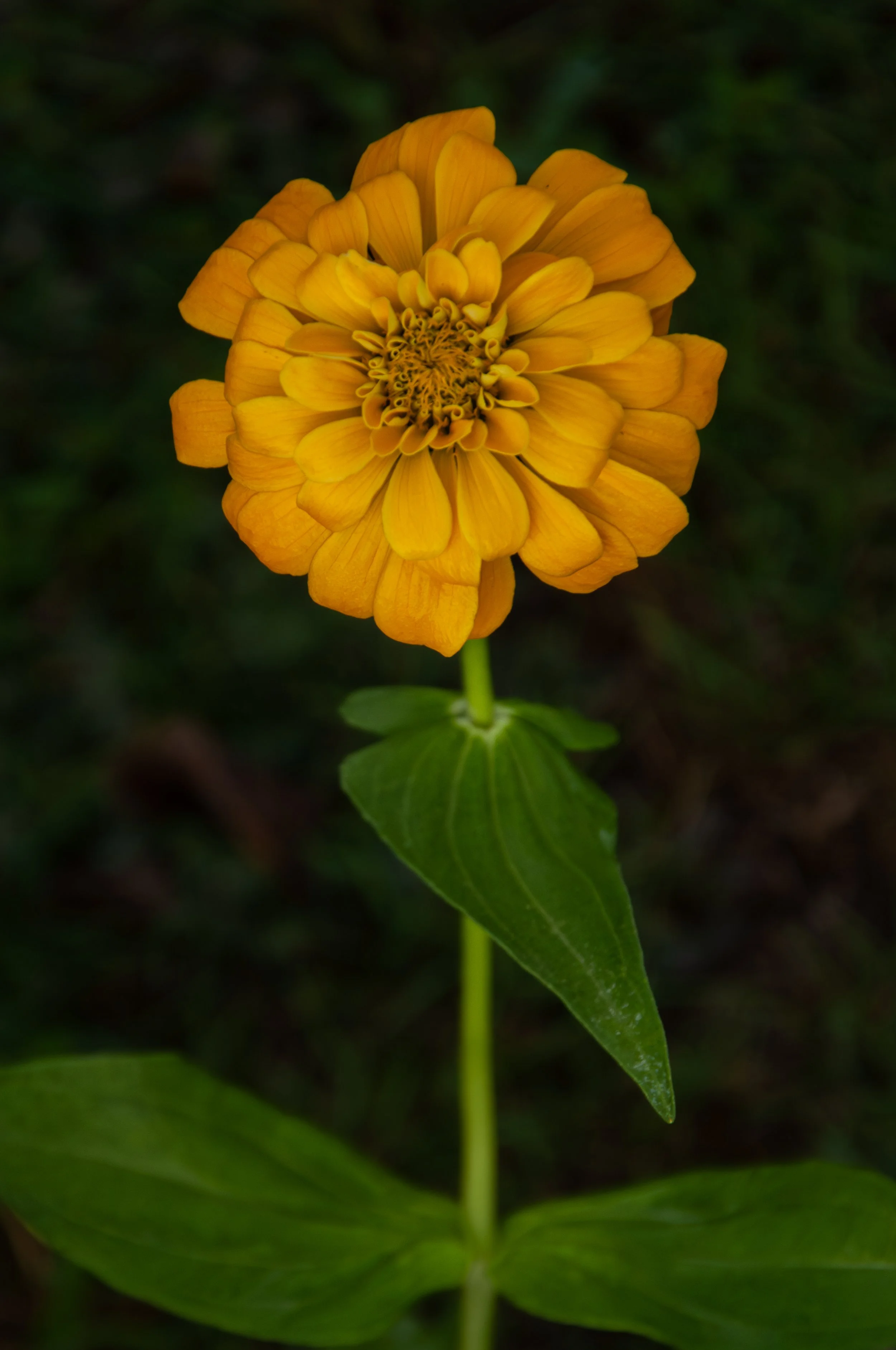 20241021_Macro (17).JPG