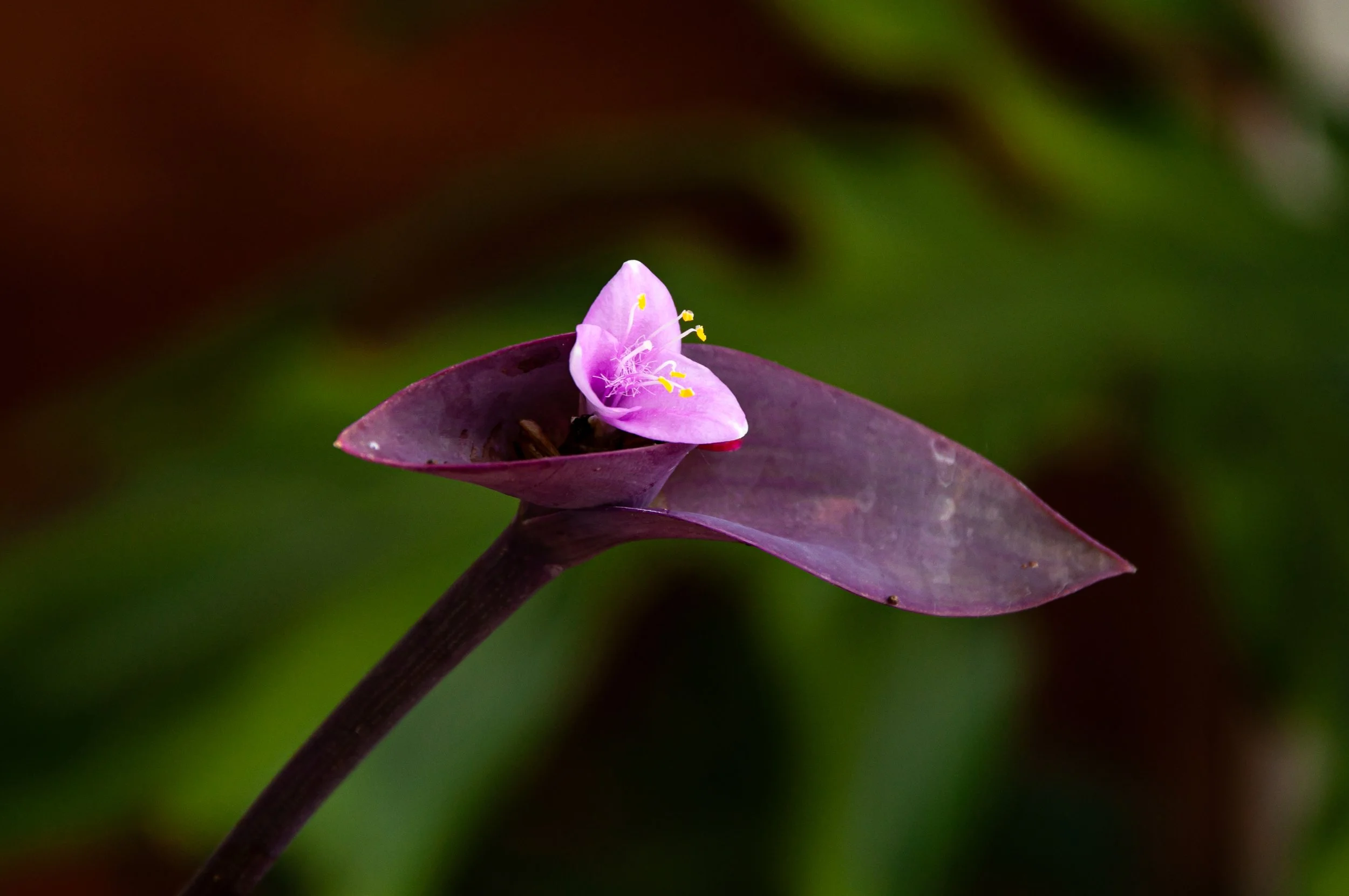 20240901_Macro (197)-2.JPG