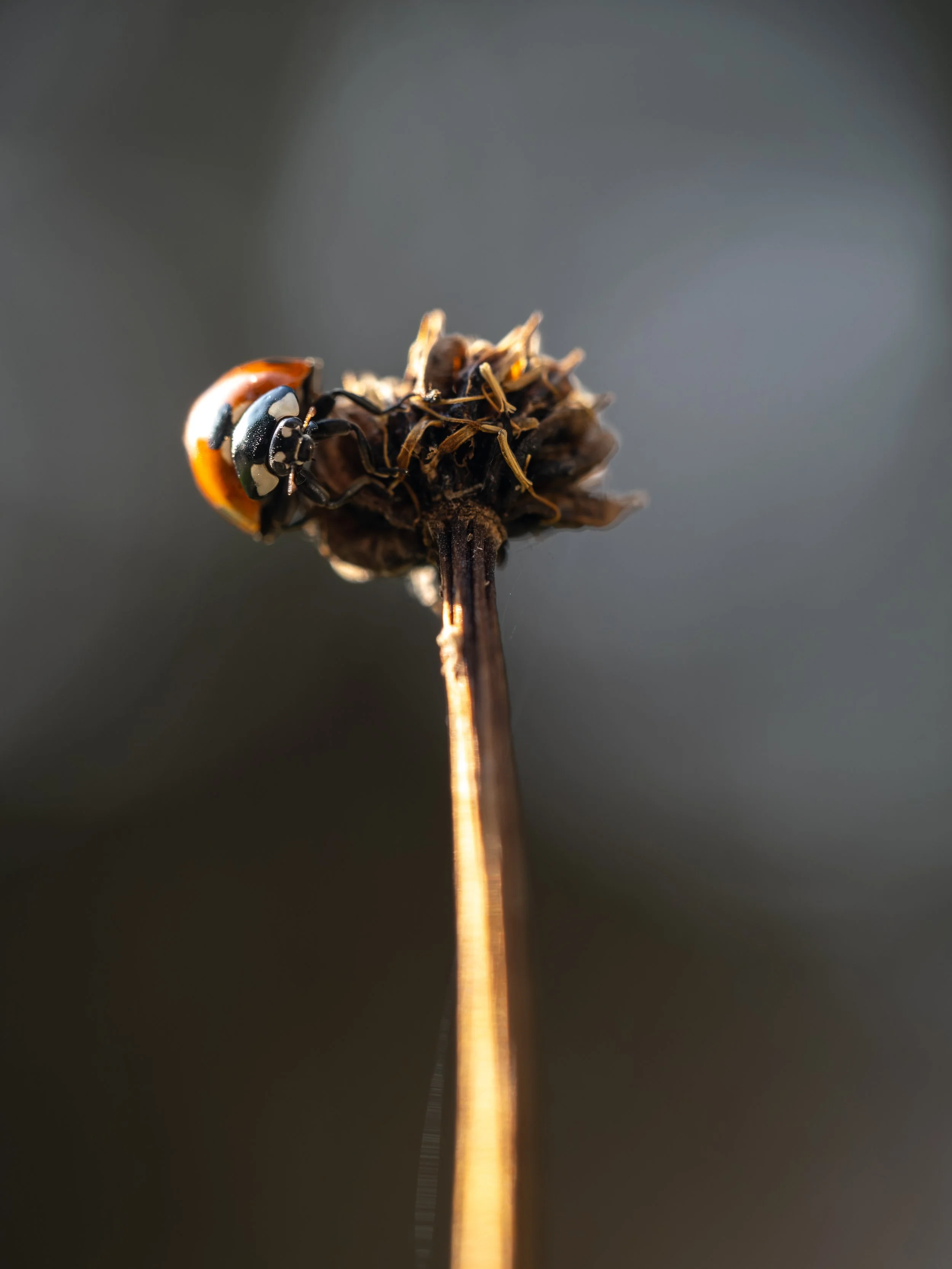 09142025_Macro (76).JPG