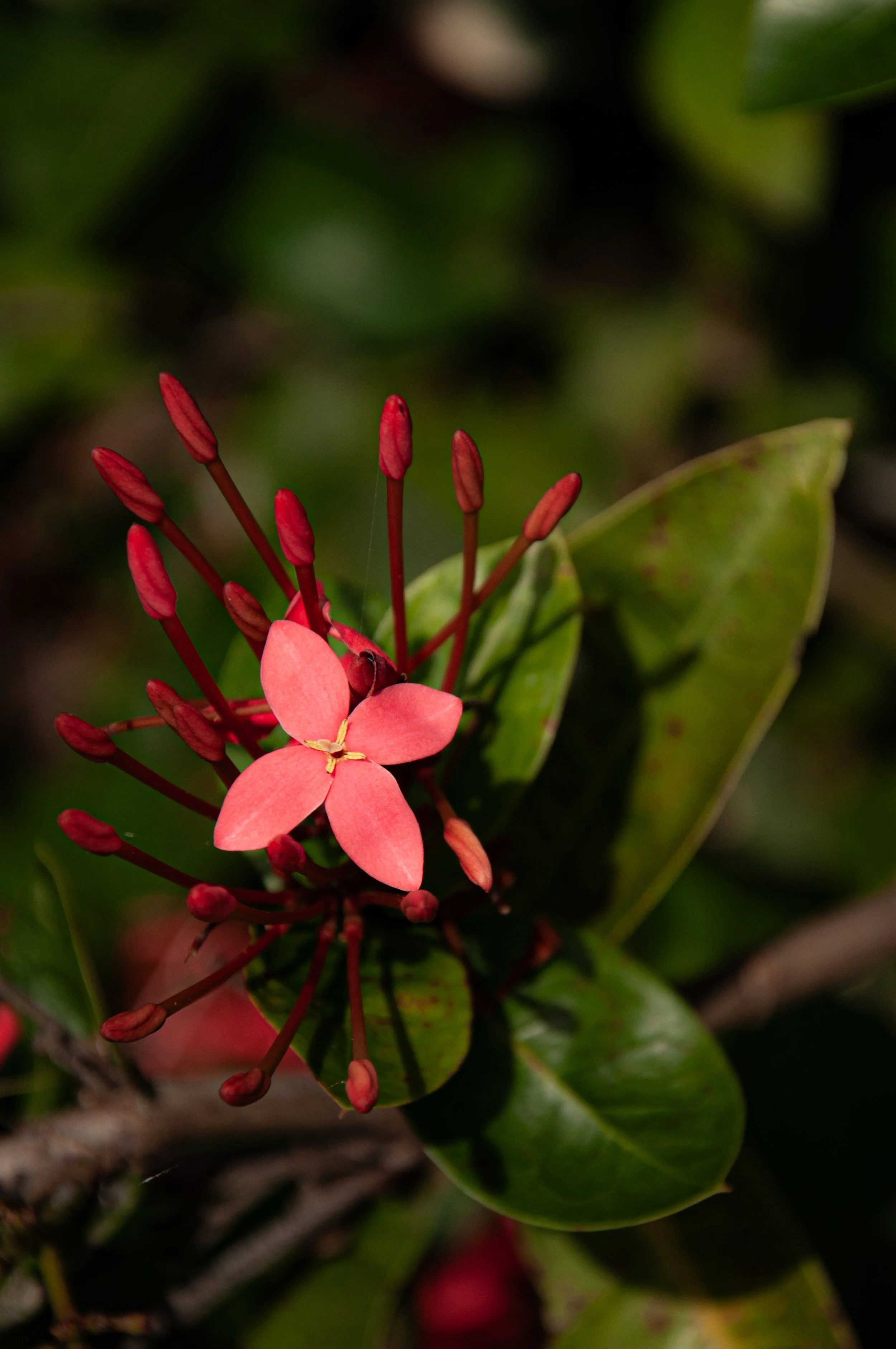 20241230_Macro (21).JPG