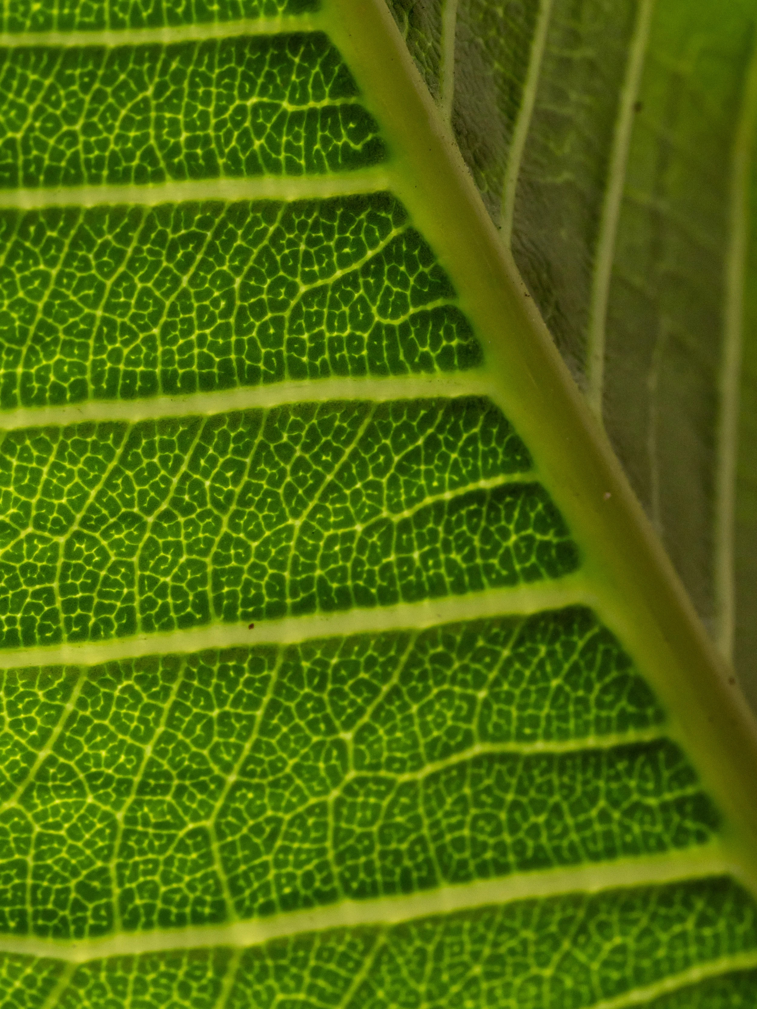 Close-up of a green leaf showing detailed vein pattern and texture.