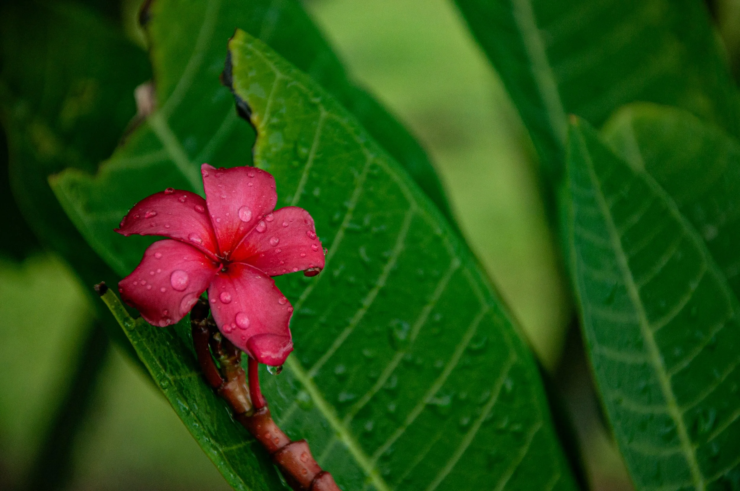 20241021_Macro (28).JPG