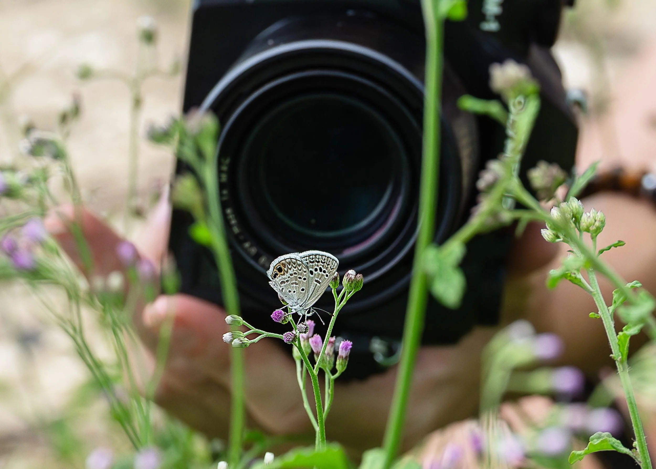 Close-up of a butterfly perched on a purple flower with green stems, with a person holding a camera in the background.