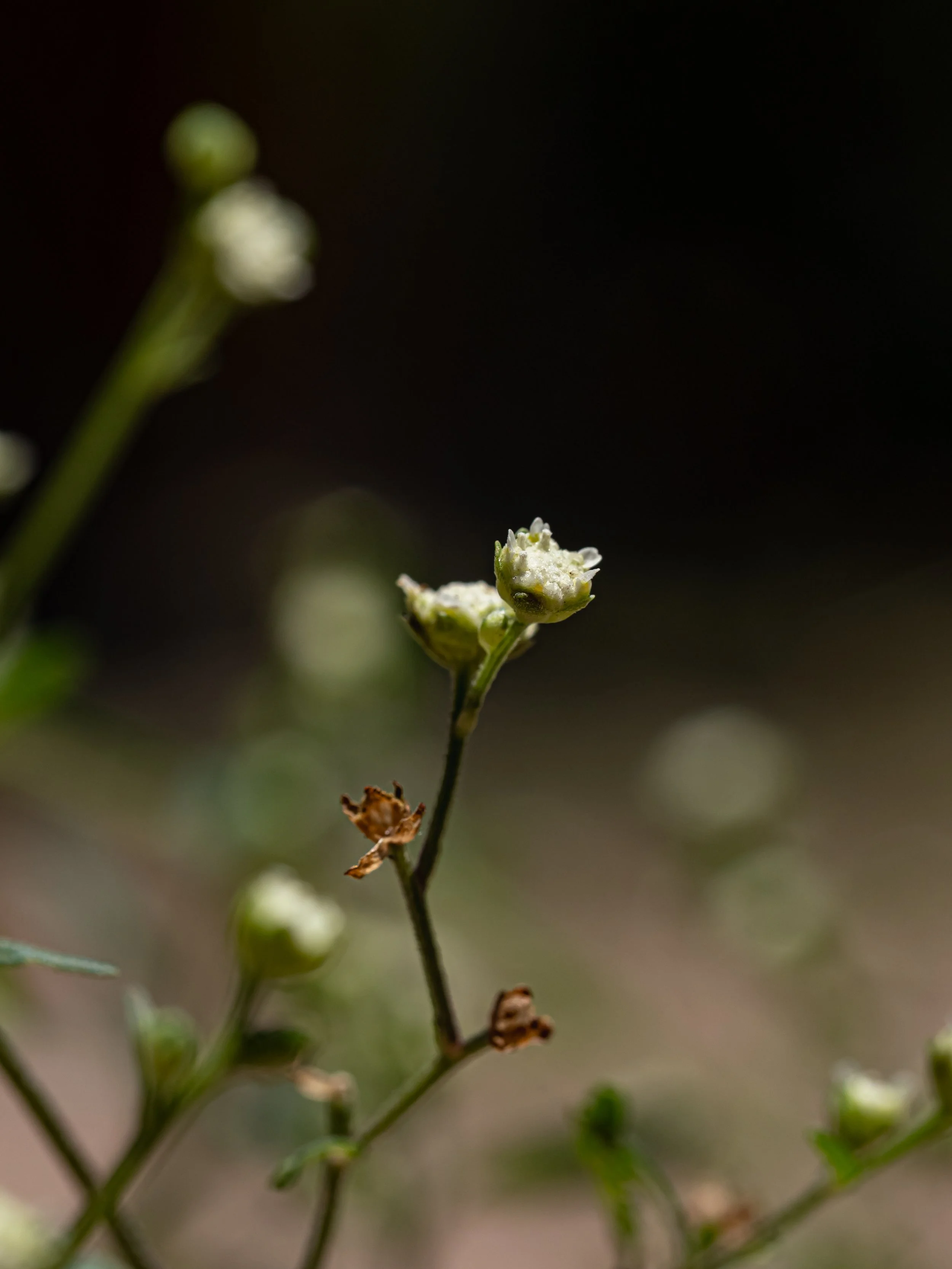 Close-up of a small plant with tiny green buds and some dried brown parts against a dark blurred background.