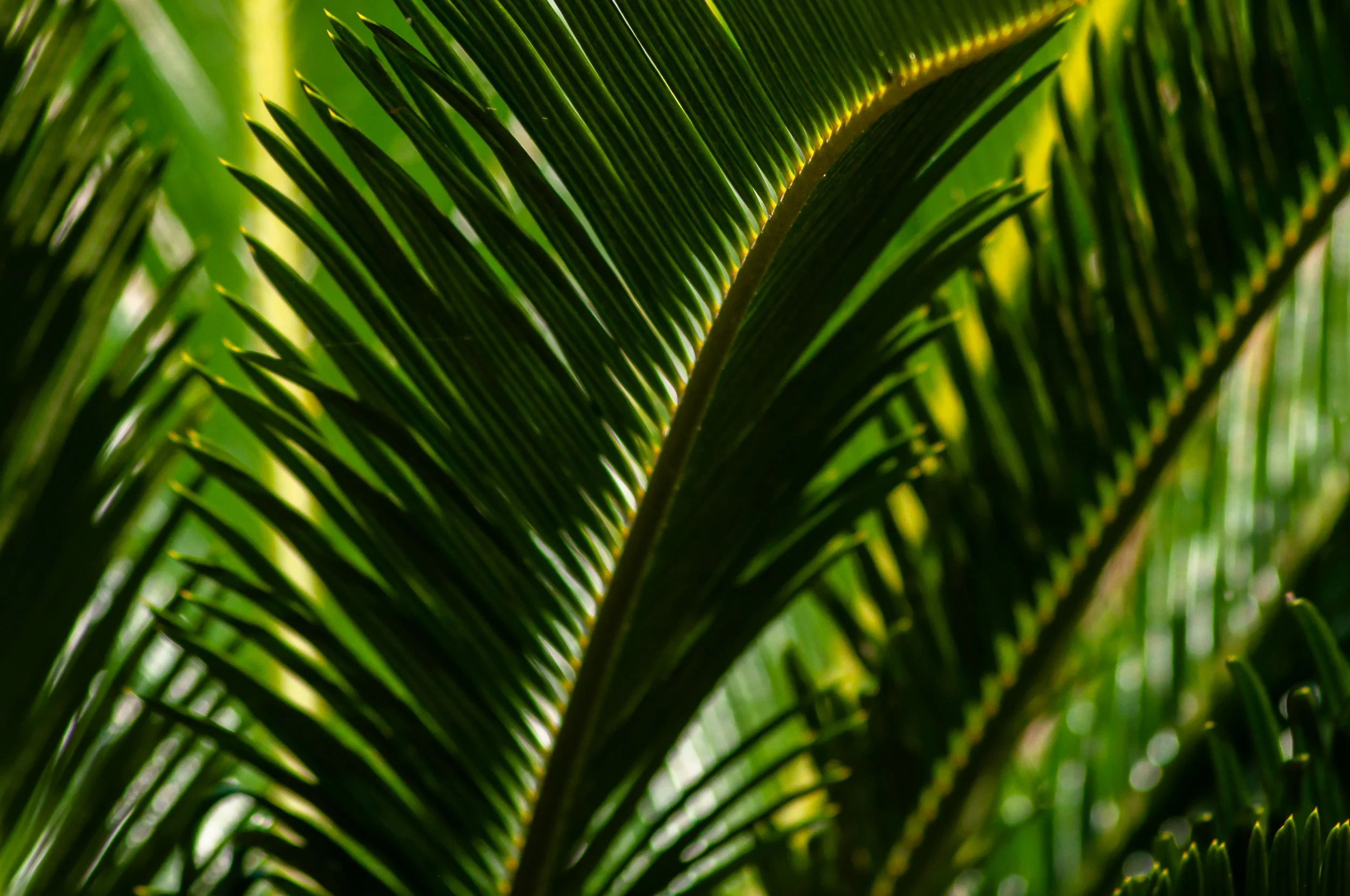 Close-up of green palm leaves with sunlight filtering through.