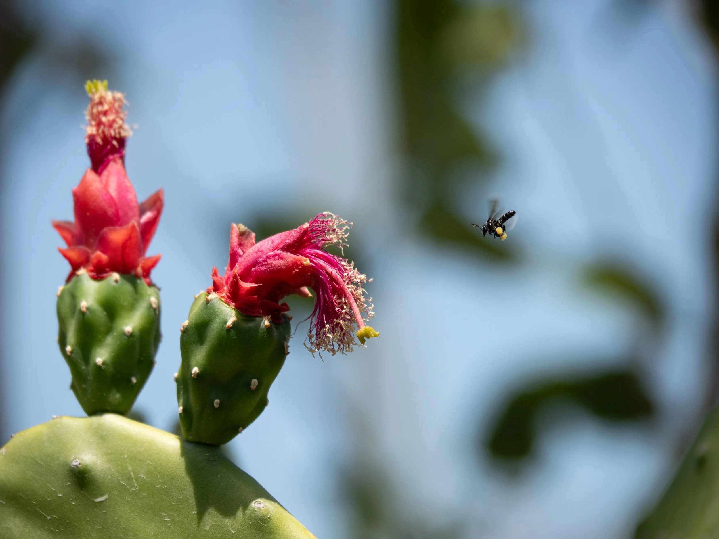 Close-up of a cactus with pink flowers and a small bee flying nearby against a blurred background of blue sky and green leaves.