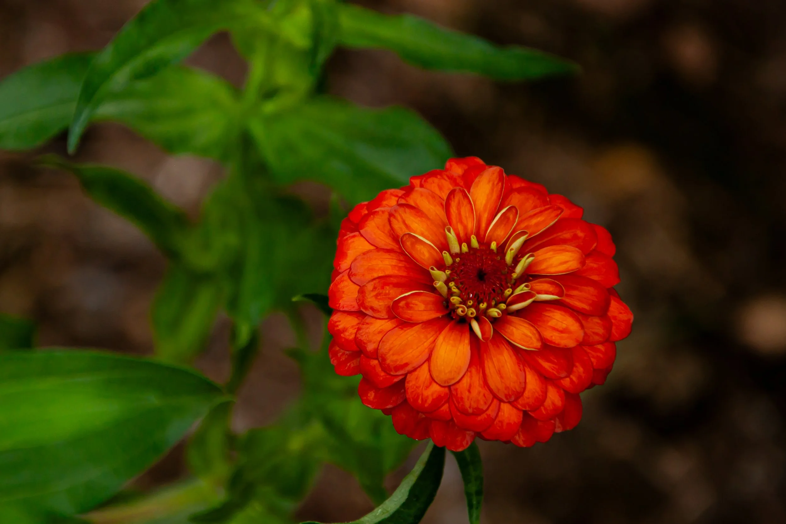 20241021_Macro (36).JPG