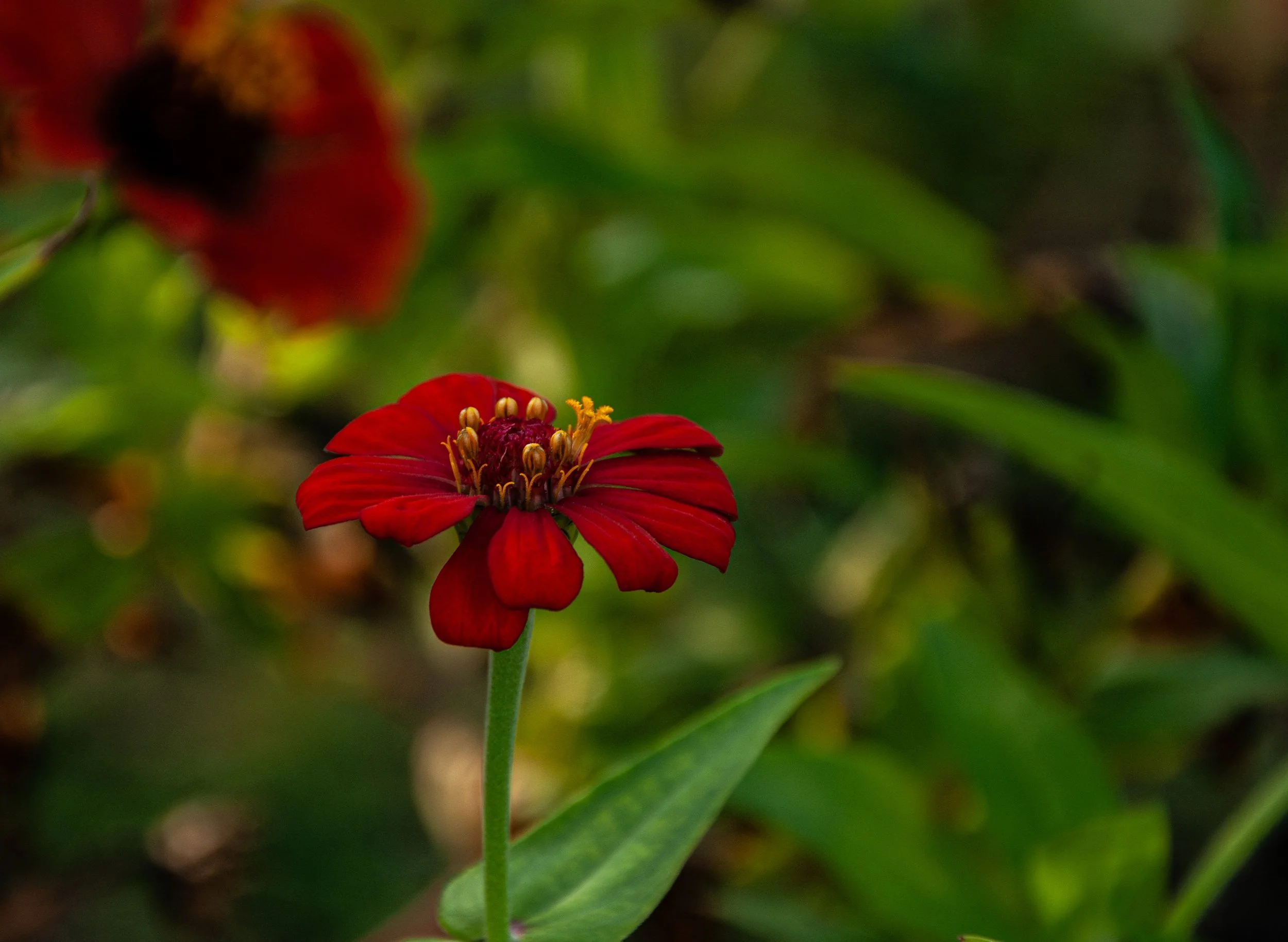 20241101_Macro (2)-2.JPG