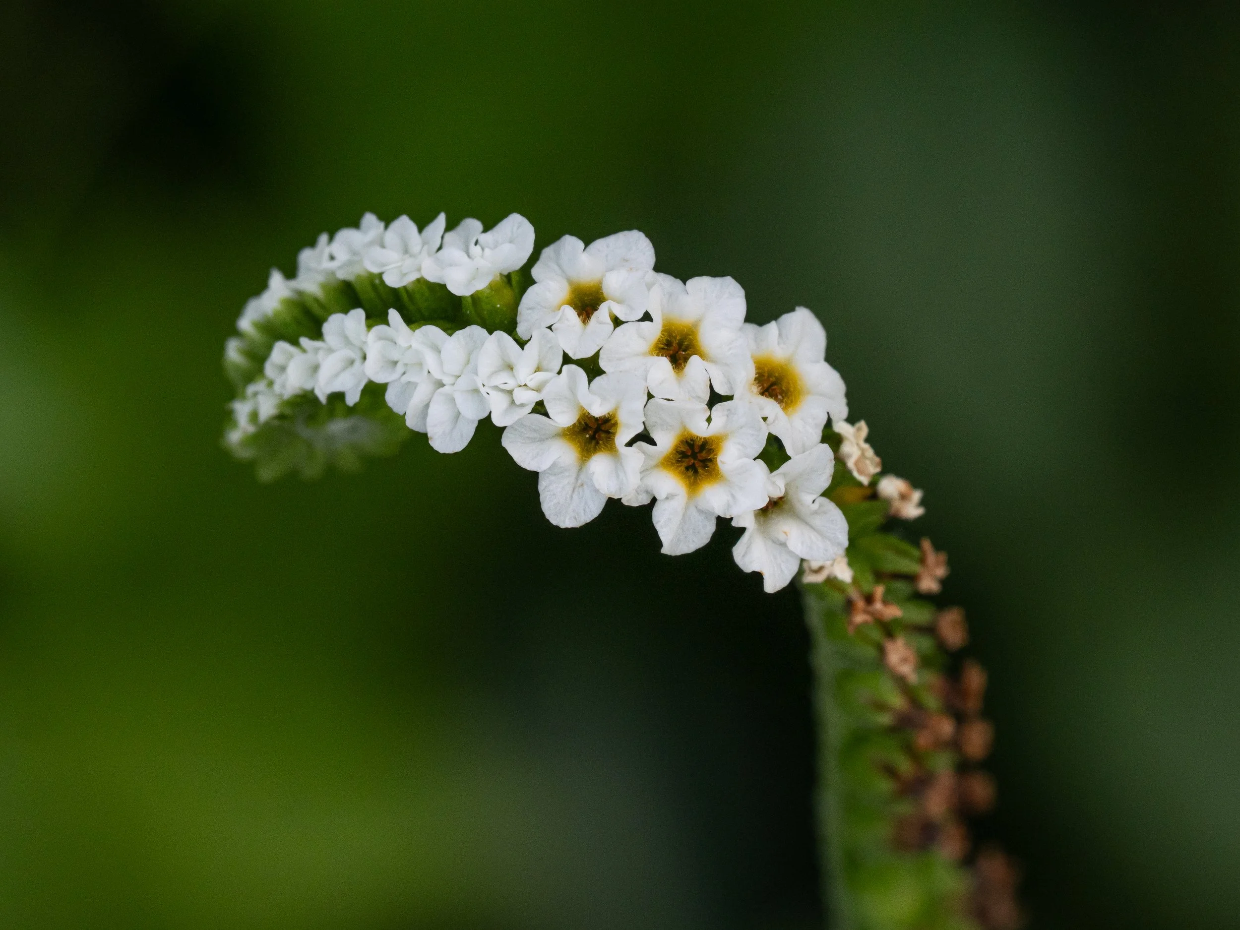 10252025_Macro (36).JPG