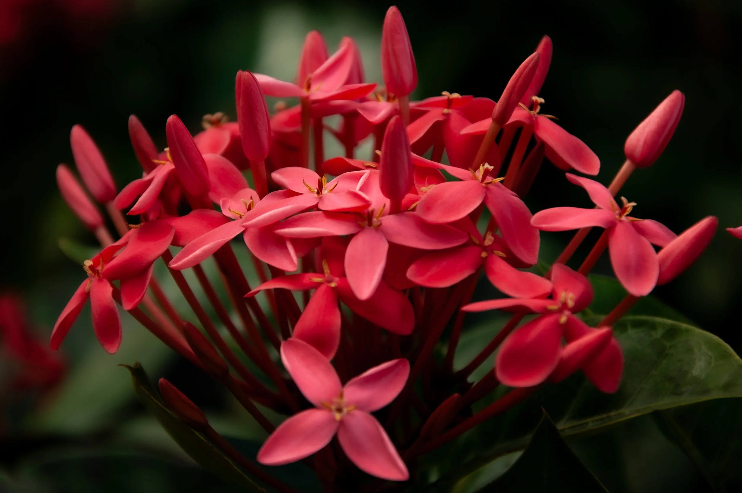 20241230_Macro (29).JPG