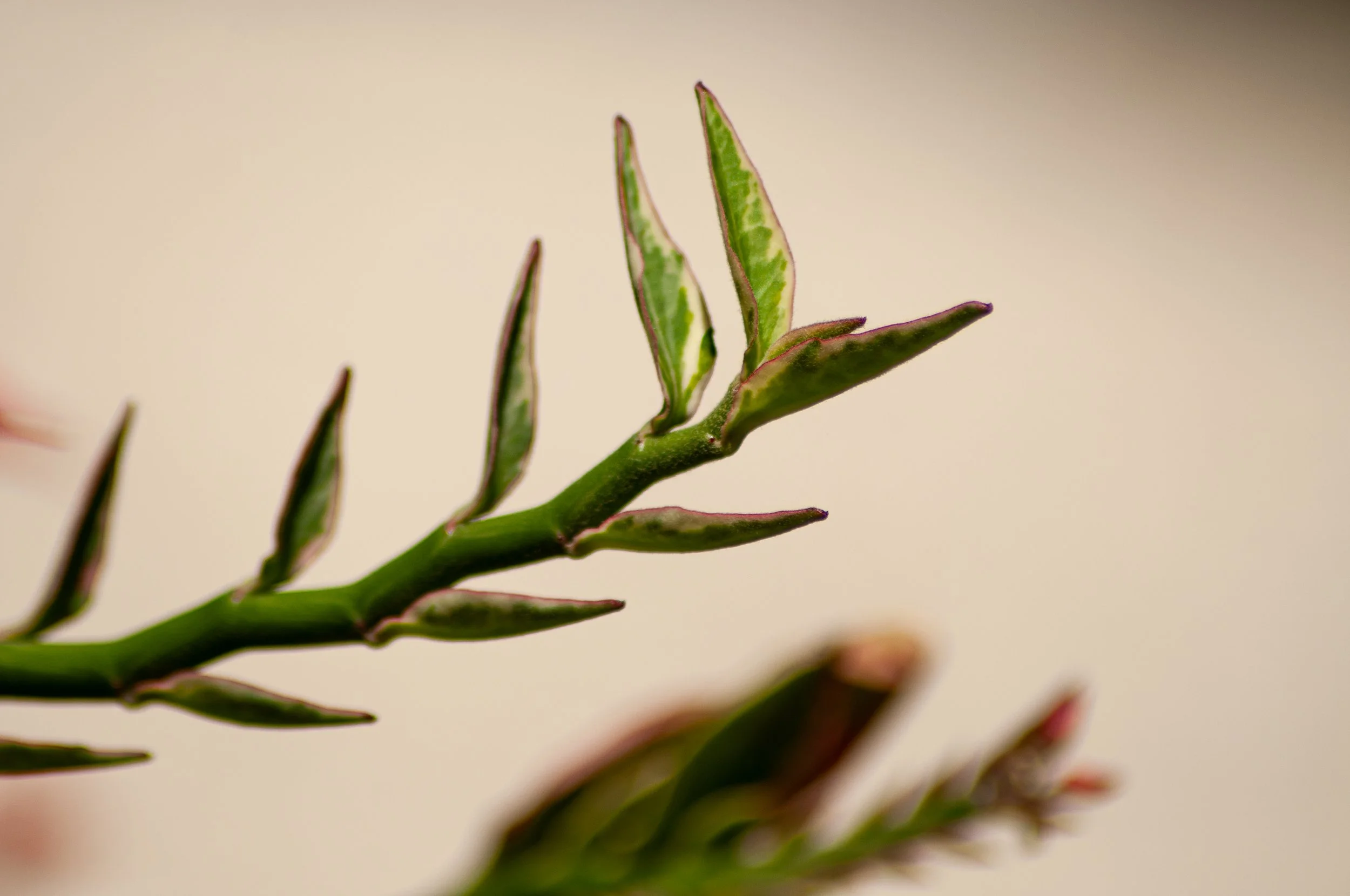 Close-up of a green plant with elongated leaves with pink edges.