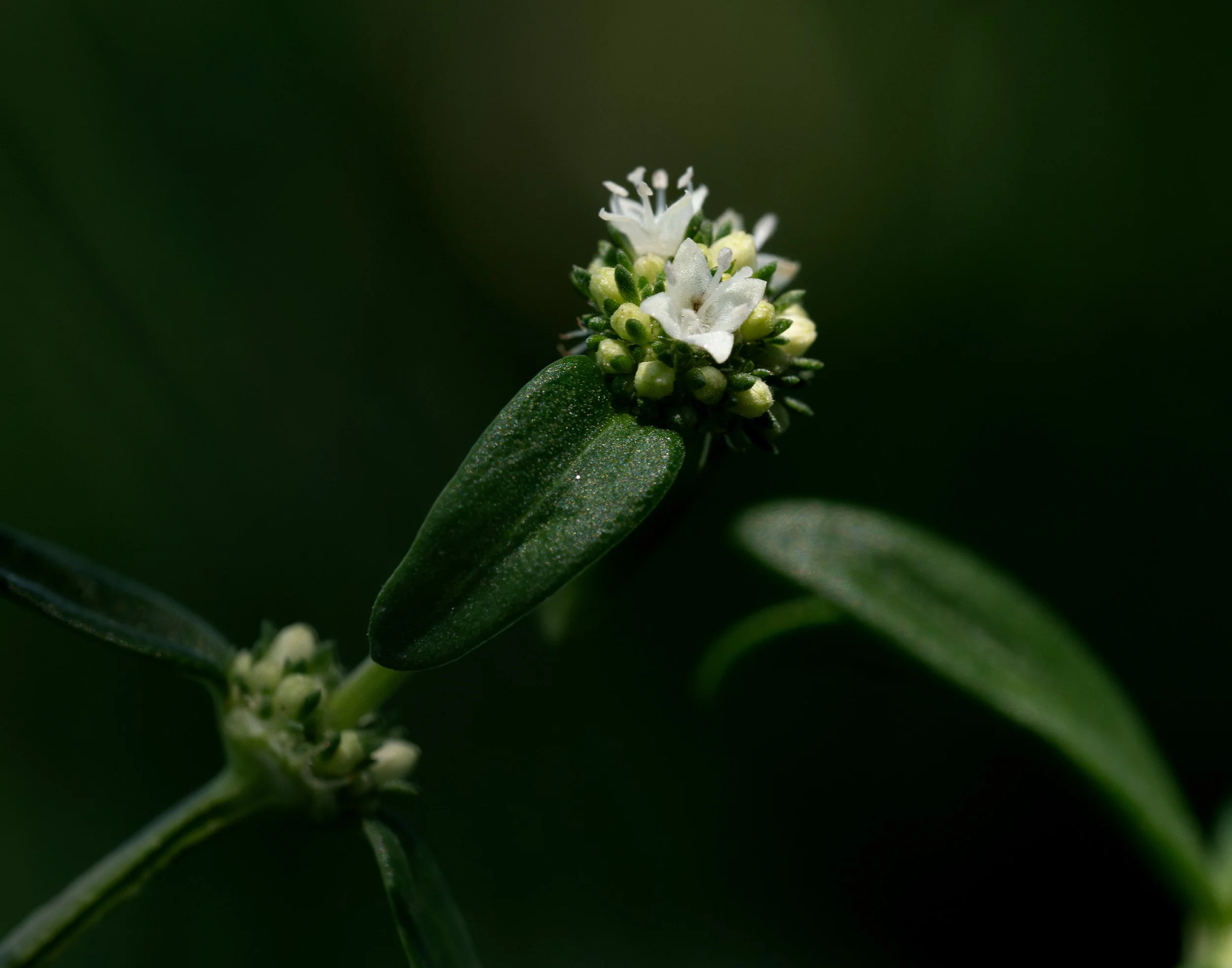 Close-up of a small cluster of white flowers on a green plant with dark green leaves.