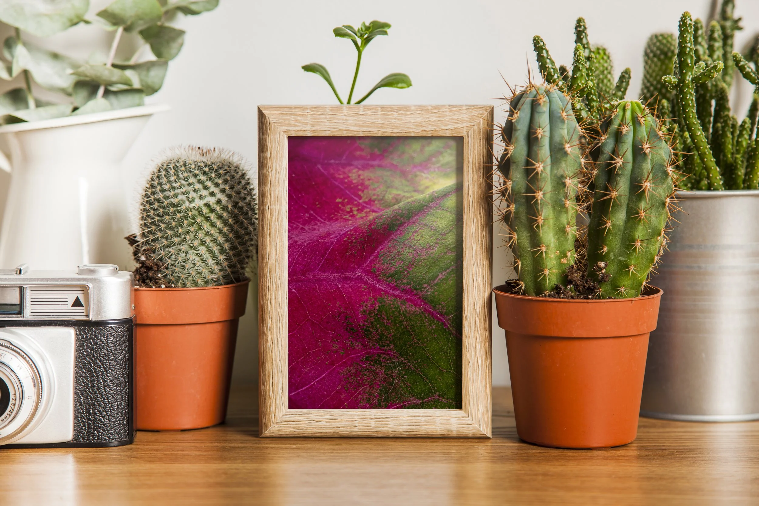 Becoming Plants & Camera.jpg