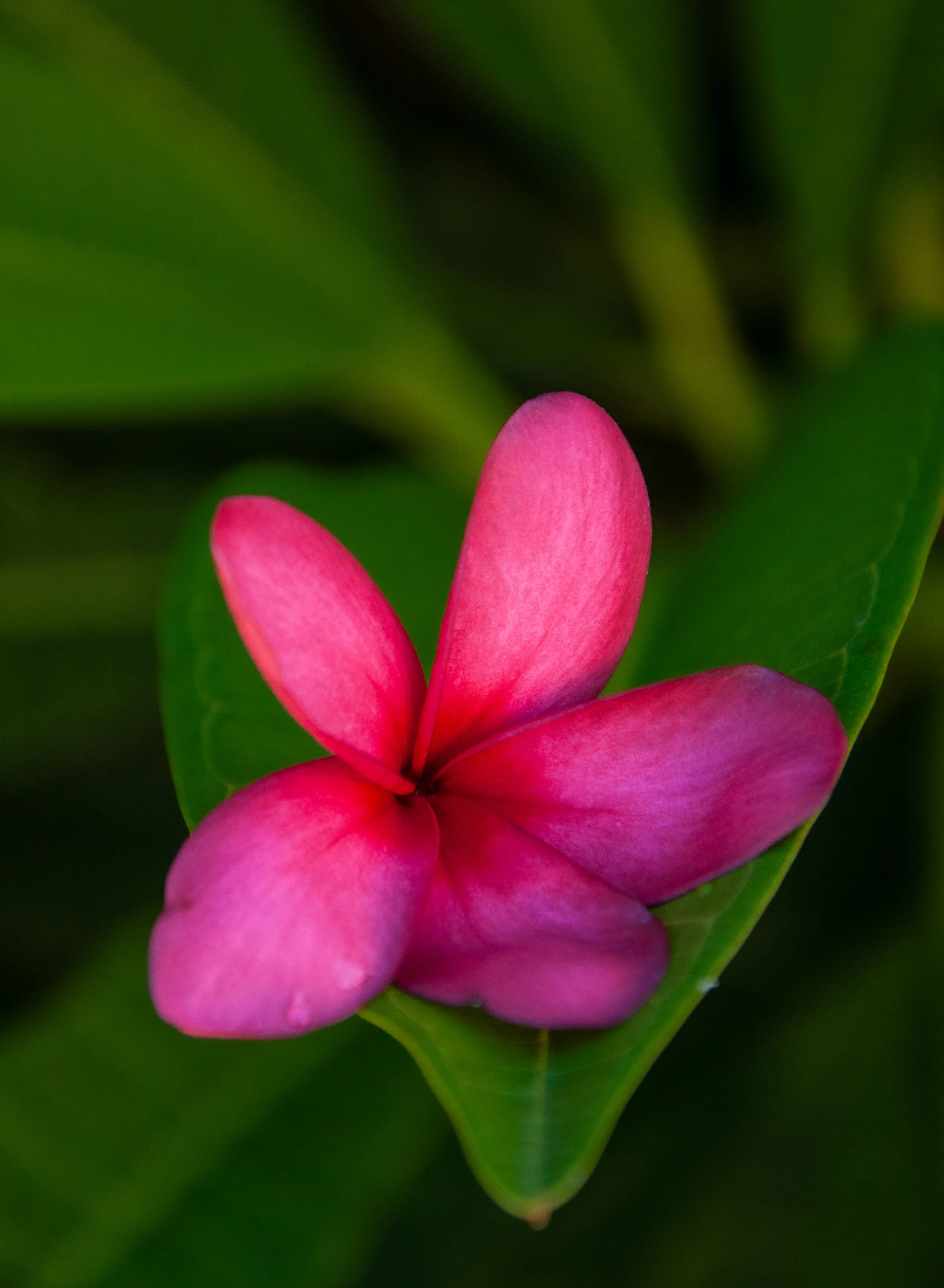 Close-up of a pink tropical flower with green leaves in the background.