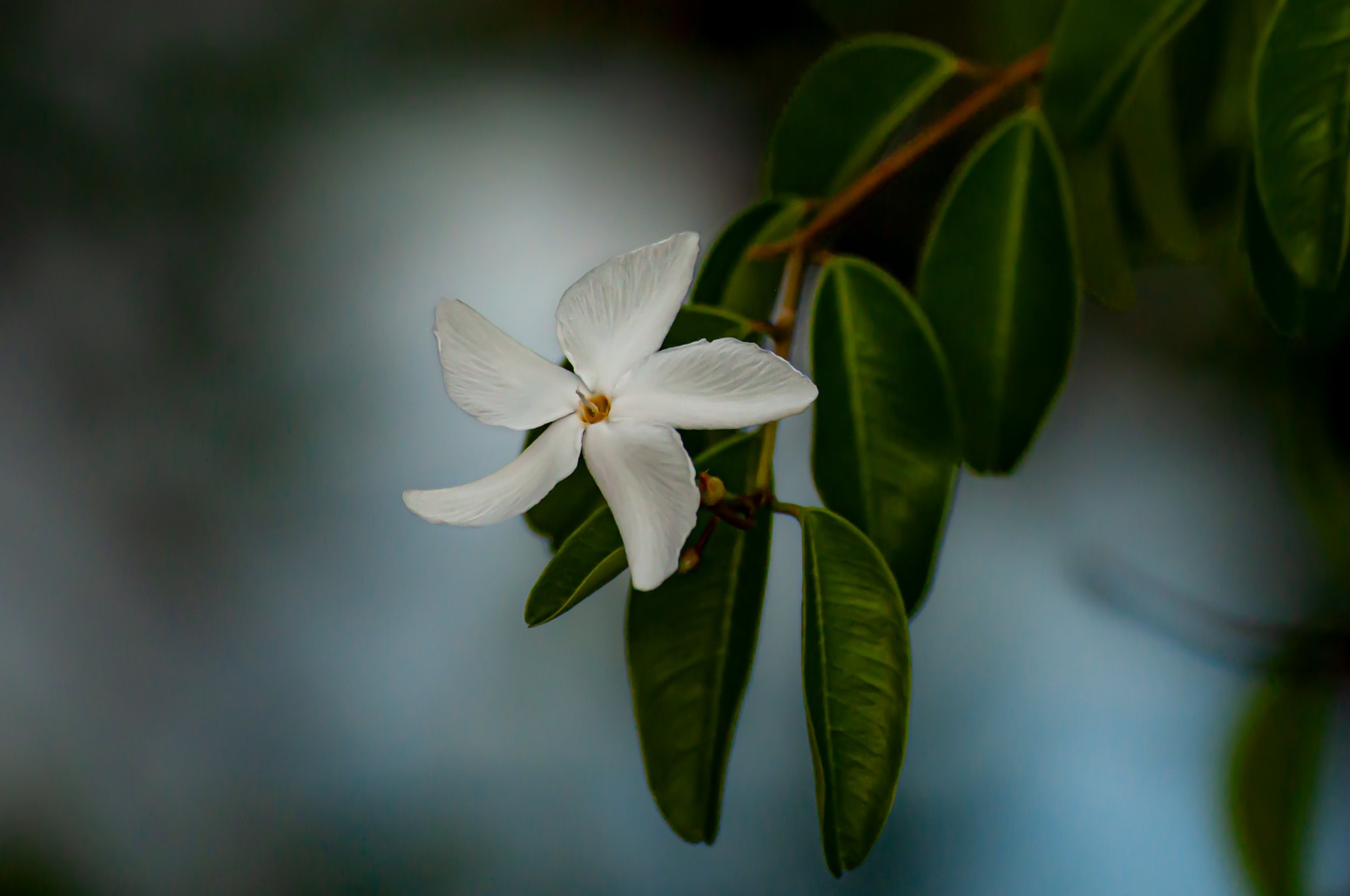 20240901_Macro (155).JPG