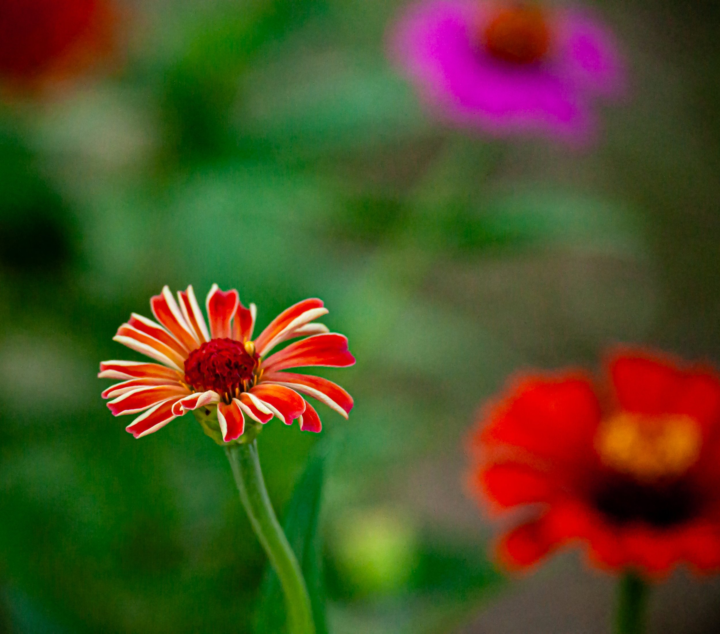 20240901_Macro (4).JPG