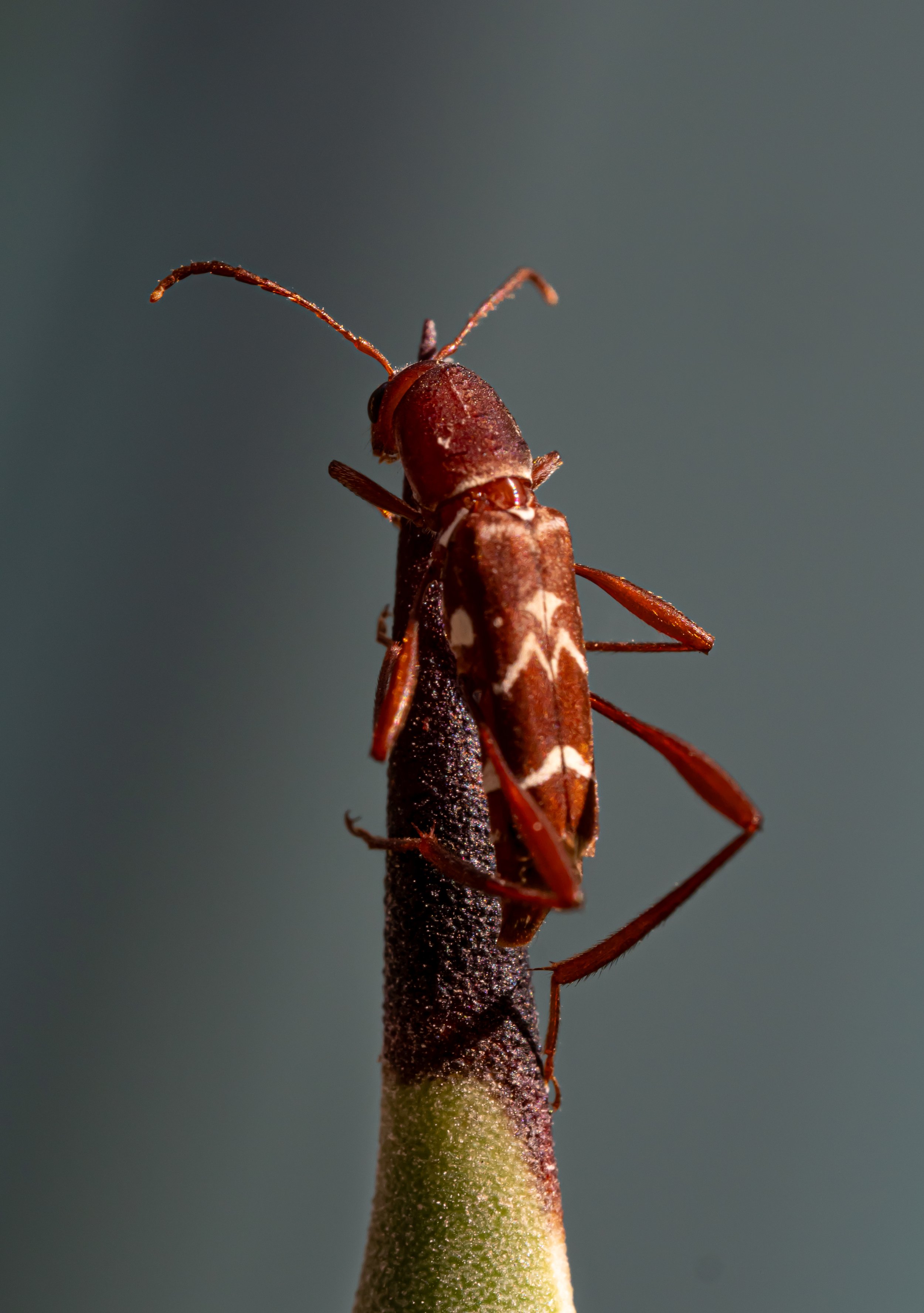 A close-up macro image of a small reddish-brown insect with long antennae perched on a plant stem.