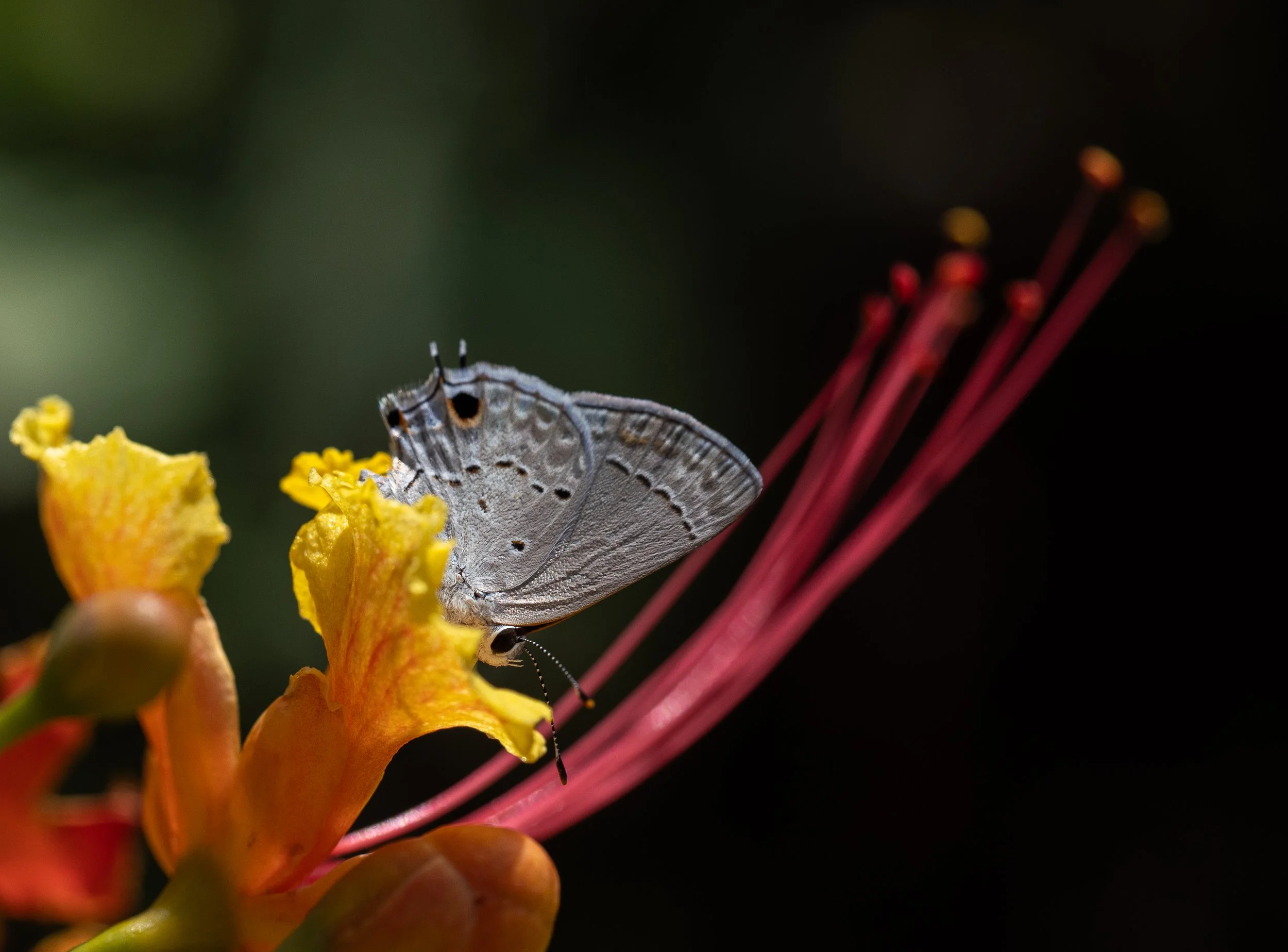 Close-up of a butterfly perched on a yellow flower with red stamens in a dark background.