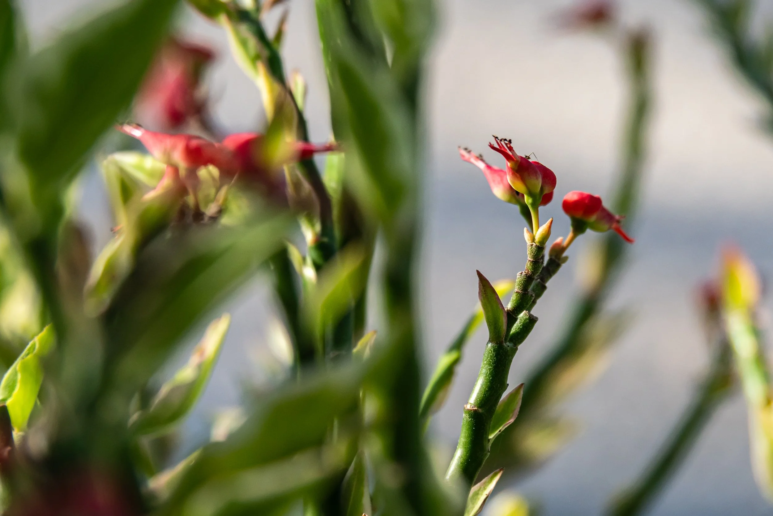 Close-up of green plant stems with small red flowers or buds against a blurred background.