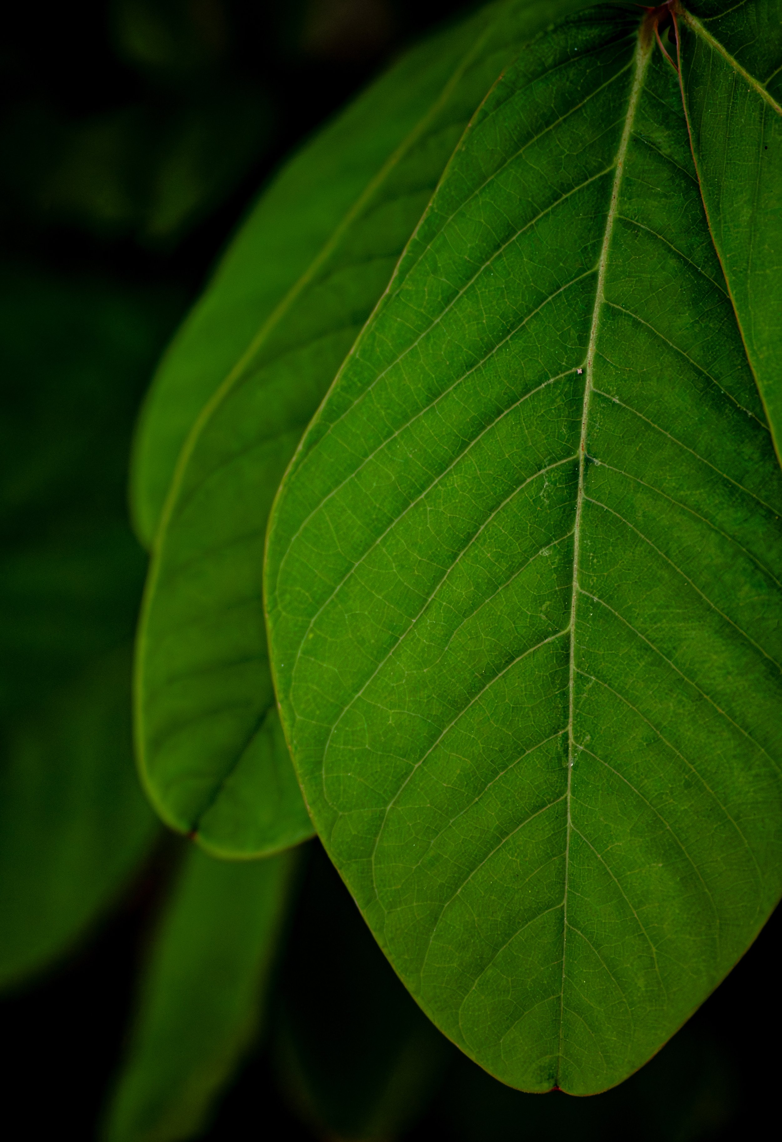 20240916_Macro (31).jpg