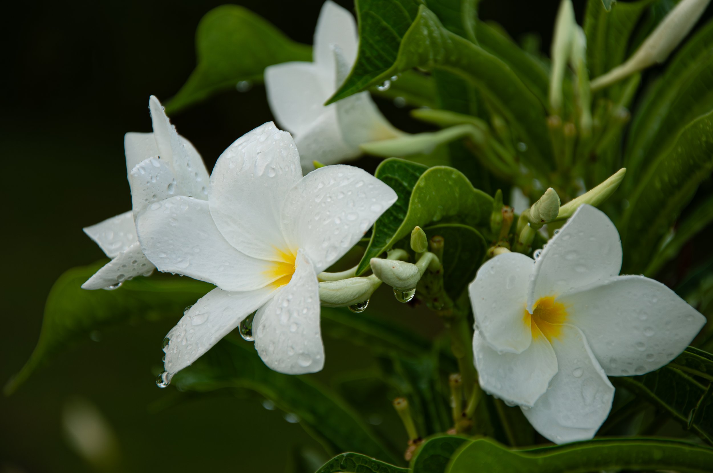 20241021_Macro (6).JPG